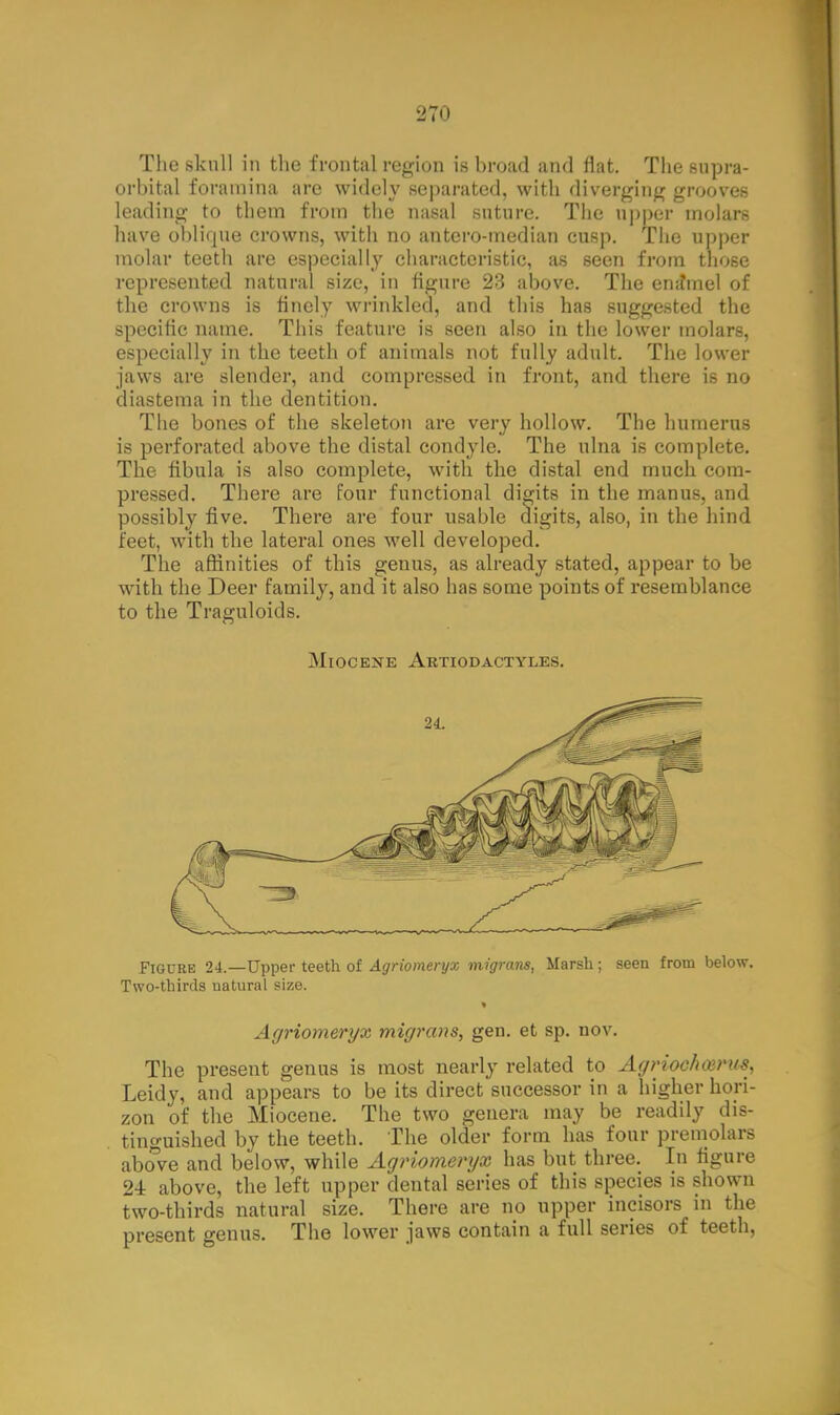 The skull in the frontal region is broad and Hat. The supra- orbital foramina are widely separated, with diverging grooves leading to them from the nasal suture. The upper molars have oblique crowns, with no antero-median cusp. The upper molar teeth are especially characteristic, as seen from those represented natural size, in figure 23 above. The enaViel of the crowns is finely wrinkled, and this has suggested the specific name. This feature is seen also in the lower molars, especially in the teeth of animals not fully adult. The lower jaws are slender, and compressed in front, and there is no diastema in the dentition. The bones of the skeleton are very hollow. The humerus is perforated above the distal condyle. The ulna is complete. The fibula is also complete, with the distal end much com- pressed. There are four functional digits in the manus, and possibly five. There are four usable digits, also, in the hind feet, with the lateral ones well developed. The affinities of this genus, as already stated, appear to be with the Deer family, and it also has some points of resemblance to the Traguloids. Miocene Artiodactyles. Figure 24.—Upper teeth of Agriomeryx migrans, Marsh; seen from below. Two-thirds natural size. Agriomeryx migrans, gen. et sp. nov. The present genus is most nearly related to Agrioc/nvrus, Leidy, and appears to be its direct successor in a higher hori- zon of the Miocene. The two genera may be readily dis- tinguished by the teeth. The older form has four premolars above and below, while Agriomeryx has but three. In figure 2-i above, the left upper dental series of this species is shown two-thirds natural size. There are no upper incisors in the present genus. The lower jaws contain a full series of teeth,