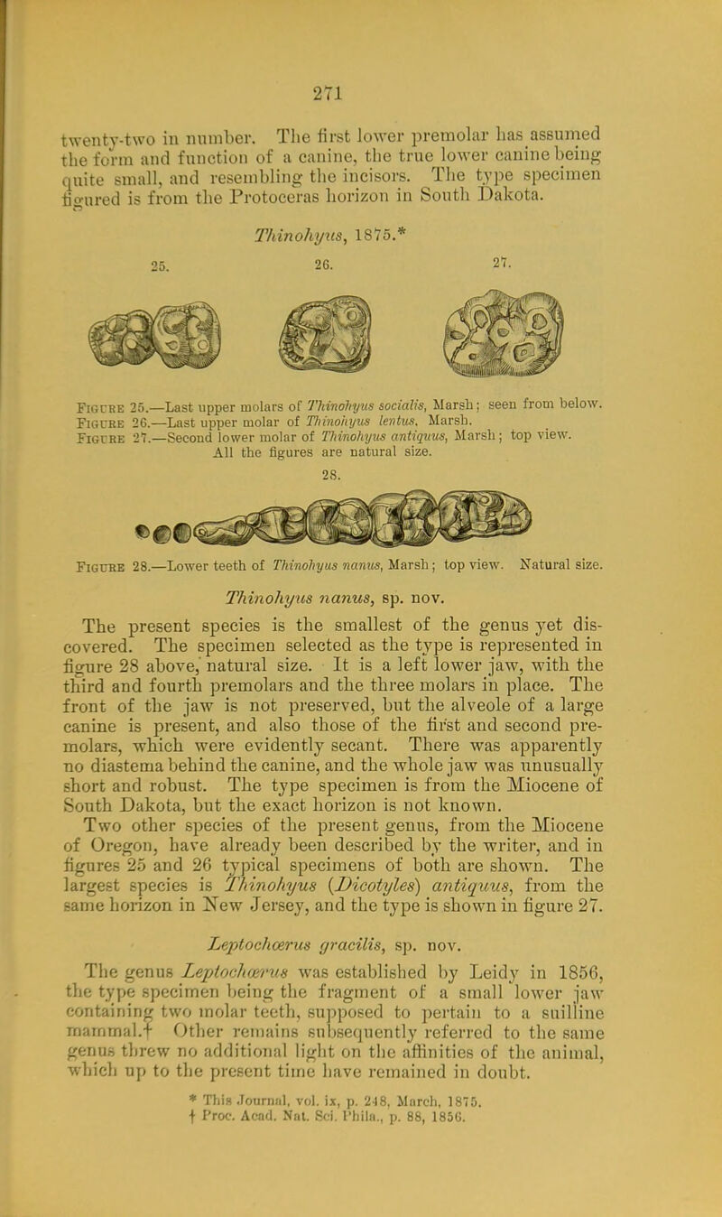 twenty-two in number. The first lower premolar has assumed the form and function of a canine, the true lower canine being quite small, and resembling the incisors. The type specimen figured is from the Protoceras horizon in South Dakota. Thinohytis, IS75.* 25. 26. 21. Figure 25.—Last upper molars of Tkinohyua socialis, Marsb; seen from below. Figure 26.—Last upper molar of Hiinohyus lentus. Marsb. Figure 21.—Second lower molar of Thinohyus antiquus, Marsb ; top view. All the figures are natural size. 28. Figure 28.—Lower teeth of Thinohyus nanus, Marsb ; top view. Natural size. Thinohyus nanus, sp. nov. The present species is the smallest of the genus yet dis- covered. The specimen selected as the type is represented in figure 28 above, natural size. It is a left lower jaw, with the third and fourth premolars and the three molars in place. The front of the jaw is not preserved, but the alveole of a large canine is present, and also those of the first and second pre- molars, which were evidently secant. There was apparently no diastema behind the canine, and the whole jaw was unusually short and robust. The type specimen is from the Miocene of South Dakota, but the exact horizon is not known. Two other species of the present geuus, from the Miocene of Oregon, have already been described by the writer, and in figures 25 and 26 typical specimens of both are shown. The largest species is Thinohyus (Dicotyles) antiquus, from the same horizon in New Jersey, and the type is shown in figure 27. Leptochcerus gracilis, sp. nov. The genus Leptoclwrus was established by Leidy in 1856, the type specimen being the fragment of a small lower jaw containing two molar teeth, supposed to pertain to a suilline mammal.f Other remains subsequently referred to the same genus threw no additional light on the affinities of the animal, which up to the present time have remained in doubt. * This Journal, vol. ix, p. 2-18, March, 1875. f Proc. Acad. Nat. Bd. Philft,, p. 88, 1856.