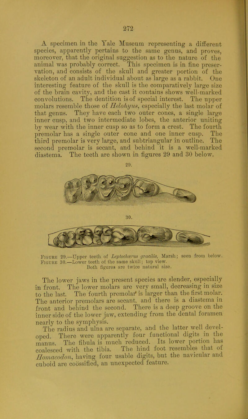 A specimen in the Yale Museum representing a different species, apparently pertains to the same genus, and proves, moreover, that the original suggestion as to the nature of the animal was probably correct. This specimen is in fine preser- vation, and consists of the skull and greater portion of the skeleton of an adult individual about as large as a rabbit. One interesting feature of the skull is the comparatively large size of the brain cavity, and the cast it contains shows well-marked convolutions. The dentition is of special interest. The upper molars resemble those of Helohyus, especially the last molar of that genus. They have each two outer cones, a single large inner cusp, and two intermediate lobes, the anterior uniting by wear with the inner cusp so as to form a crest. The fourth premolar has a single outer cone and one inner cusp. The third premolar is very large, and subtriangular in outline. The second premolar is secant, and behind it is a well-marked diastema. The teeth are shown in figures 29 and 30 below. 29. 30. Figure 29.—Upper teeth of Leptochcerus gracilis, Marsh; seen from below. Figure 30.—Lower teeth of the same skull; top view. Both figures are twice natural size. The lower jaws in the present species are slender, especially in front. The lower molars are very small, decreasing in size to the last. The fourth premolar is larger than the first molar. The anterior premolars are secant, and there is a diastema in front and behind the second. There is a deep groove on the inner side of the lower jaw, extending from the dental foramen nearly to the symphysis. The radius and ulna are separate, and the latter well devel- oped. There were apparently four functional digits in the manus. The fibula is much reduced. Its lower portion has coalesced with the tibia. The hind foot resembles that of Ilomacodon, having four usable digits, but the navicular and cuboid are coossified, an unexpected feature.