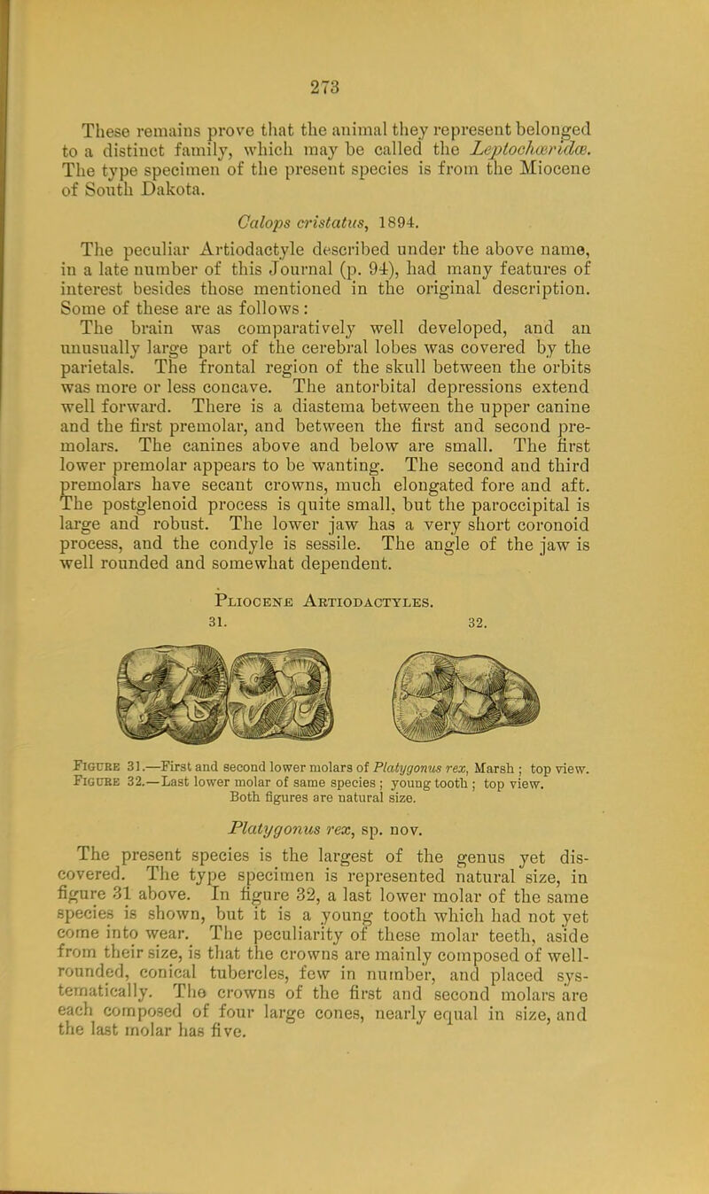 These remains prove that the animal they represent belonged to a distinct family, which may be called the Leptoclmridce. The type specimen of the present species is from the Miocene of South Dakota. Calops cristatus, 1894. The peculiar Artiodactyle described under the above name, in a late number of this Journal (p. 94), had many features of interest besides those mentioned in the original description. Some of these are as follows: The brain was comparatively well developed, and an unusually large part of the cerebral lobes was covered by the parietals. The frontal region of the skull between the orbits was more or less concave. The antorbital depressions extend well forward. There is a diastema between the upper canine and the first premolar, and between the first and second pre- molars. The canines above and below are small. The first lower premolar appears to be wanting. The second and third premolars have secant crowns, much elongated fore and aft. The postglenoid process is quite small, but the paroccipital is large and robust. The lower jaw has a very short coronoid process, and the condyle is sessile. The angle of the jaw is well rounded and somewhat dependent. Pliocene Artiodactyles. 31. 32. Figure 31.—First and second lower molars of Platygonus rex, Marsh ; top view. Figure 32.—Last lower molar of same species ; young tooth ; top view. Both figures are natural size. Platygonus rex, sp. nov. The present species is the largest of the genus yet dis- covered. The type specimen is represented natural size, in figure 31 above. In figure 32, a last lower molar of the same species is shown, but it is a young tooth which had not yet come into wean The peculiarity of these molar teeth, aside from their size, is that the crowns are mainly composed of well- rounded, conical tubercles, few in number, and placed sys- tematically. The crowns of the first and second molars are each composed of four large cones, nearly equal in size, and the last molar has five.