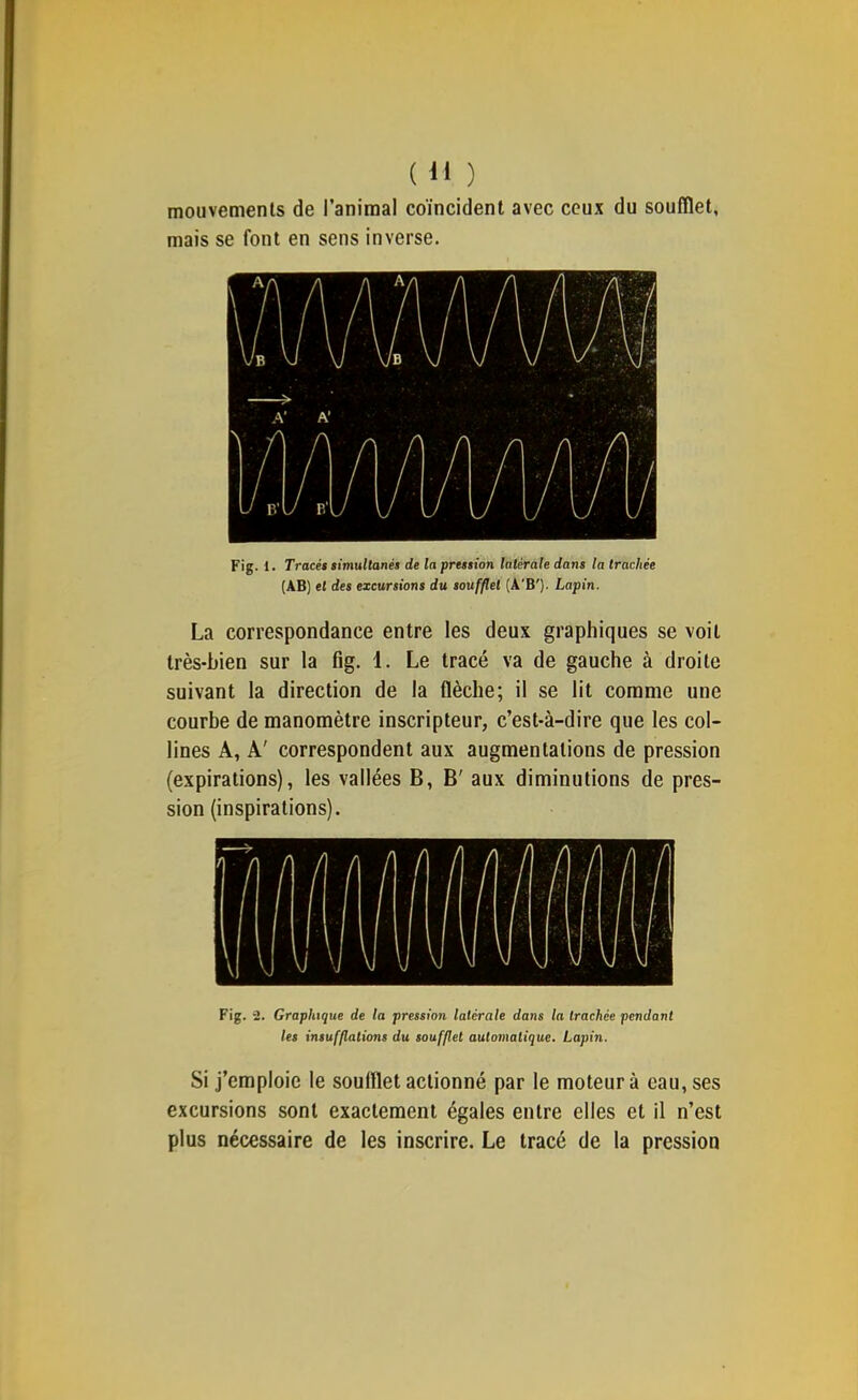 mouvements de l’animal coïncident avec ceux du soufflet, mais se font en sens inverse. Fig. 1. Tracét simullanés de la preeston latérale dans la trachée (AB) et des excursions du soufflet (A’B'). Lapin. La correspondance entre les deux graphiques se voit très-bien sur la fig. 1. Le tracé va de gauche à droite suivant la direction de la flèche; il se lit comme une courhe de manomètre inscripteur, c’est-à-dire que les col- lines A, A' correspondent aux augmentations de pression (expirations), les vallées B, B' aux diminutions de pres- sion (inspirations). Fig. 2. Graphique de la pression latérale dans la trachée pendant les insufflations du soufflet automatique. Lapin. Si j’emploie le soufflet actionné par le moteur à eau, ses excursions sont exactement égales entre elles et il n’est plus nécessaire de les inscrire. Le tracé de la pression