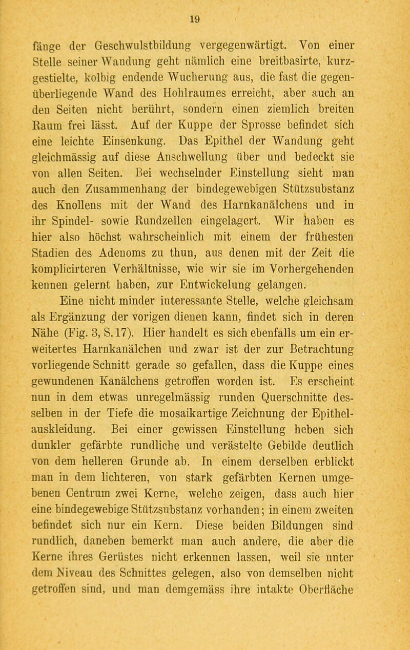 Ii) fange der Geschwulstbildung vergegenwärtigt. Von einer Stelle seiner Wandung geht nämlich eine breitbasirte, kurz- gestielte, kolbig endende Wucherung aus, die fast die gegen- überliegende Wand des Hohlraumes erreicht, aber auch an den Seiten nicht berührt, sondern einen ziemlich breiten Raum frei lässt. Auf der Kuppe der Sprosse befindet sich eine leichte Einsenkung. Das Epithel der Wandung geht gleichmässig auf diese Anschwellung über und bedeckt sie vou allen Seiten. Bei wechselnder Einstellung sieht man auch den Zusammenhang der bindegewebigen Stützsubstanz des Knollens mit der Wand des Harnkanälchens und in ihr Spindel- sowie Rundzellen eingelagert. Wir haben es hier also höchst wahrscheinlich mit einem der frühesten Stadien des Adenoms zu thun, aus denen mit der Zeit die komplicirteren Verhältnisse, wie wir sie im Vorhergehenden kennen gelernt haben, zur Entwickelung gelangen. Eine nicht minder interessante Stelle, welche gleichsam als Ergänzung der vorigen dienen kann, findet sich in deren Nähe (Fig. 3, S. 17). Hier handelt es sich ebenfalls um ein er- weitertes Harnkanälchen und zwar ist der zur Betrachtung vorliegende Schnitt gerade so gefallen, dass die Kuppe eines gewundenen Kanälchens getroffen worden ist. Es erscheint nun in dem etwas unregelmässig runden Querschnitte des- selben in der Tiefe die mosaikartige Zeichnung der Epithel- auskleidung. Bei einer gewissen Einstellung heben sich dunkler gefärbte rundliche und verästelte Gebilde deutlich von dem helleren Grunde ab. In einem derselben erblickt man in dem lichteren, von stark gefärbten Kernen umge- benen Centrum zwei Kerne, welche zeigen, dass auch hier eine bindegewebige Stützsubstanz vorhanden; in einem zweiten befindet sich nur ein Kern. Diese beiden Bildungen sind rundlich, daneben bemerkt man auch andere, die aber die Kerne ihres Gerüstes nicht erkennen lassen, weil sie unter dem Niveau des Schnittes gelegen, also von demselben nicht getroffen sind, und man demgemäss ihre intakte Oberfläche