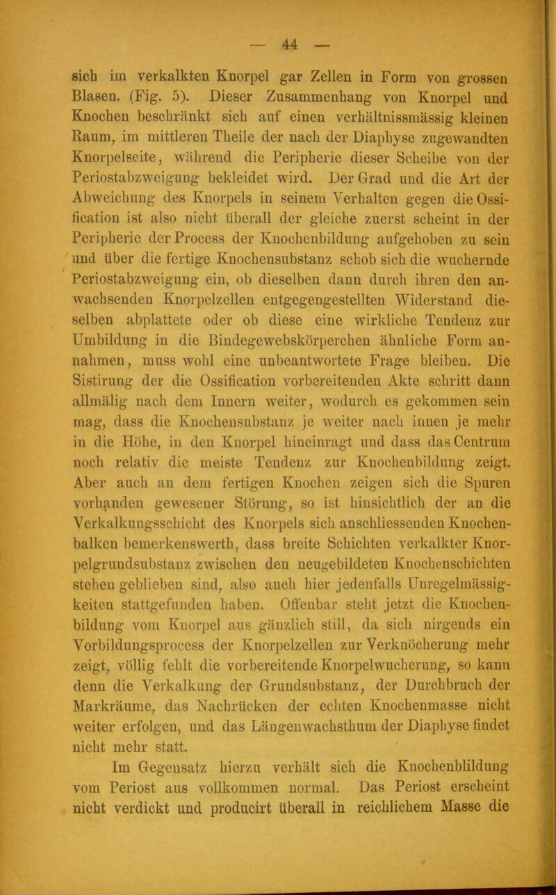 sich im verkalkten Knorpel gar Zellen in Form von grossen Blasen. (Fig. 5). Dieser Zusammenhang von Knorpel und Knochen beschränkt sich auf einen verhältnissrnässig kleinen Raum, im mittleren Theile der nach der Diaphyse zugewandten Knorpelseite, während die Peripherie dieser Scheibe von der Periostabzweigung bekleidet wird. Der Grad und die Art der Abweichung des Knorpels in seinem Verhalten gegen die Ossi- fication ist also nicht überall der gleiche zuerst scheint in der Peripherie derProcess der Knochenbildung aufgehoben zu sein und über die fertige Kuochensubstanz schob sich die wuchernde Periostabzweigung ein, ob dieselben dann durch ihren den an- wachsenden Knorpelzellen entgegengestellten Widerstand die- selben abplattete oder ob diese eine wirkliche Tendenz zur Umbildung in die Bindegewebskörperchen ähnliche Form an- nahmen, muss wohl eine unbeantwortete Frage bleiben. Die Sistirung der die Ossification vorbereitenden Akte schritt dann allmälig nach dem Innern weiter, wodurch es gekommen sein mag, dass die Kuochensubstanz je weiter nach innen je mehr in die Höhe, in den Knorpel hineinragt und dass das Centrum noch relativ die meiste Tendenz zur Knochenbildung zeigt. Aber auch an dem fertigen Knochen zeigen sich die Spuren vorhanden gewesener Störung, so ist hinsichtlich der an die Verkalkungsschicht des Knorpels sich anschliessenden Knochen- balken bemerkenswert!), dass breite Schichten verkalkter Knor- pelgrundsubstanz zwischen den neugebildeten Knochenschichten stehen geblieben sind, also auch hier jedenfalls Unregelmässig- keiten Stattgefunden haben. Offenbar steht jetzt die Knochen- bildung vom Knorpel aus gänzlich still, da sich nirgends ein Vorbildungsprocess der Knorpelzellen zur Verknöcherung mehr zeigt, völlig fehlt die vorbereitende Knorpelwucherung, so kann denn die Verkalkung der- Grundsubstanz, der Durchbruch der Markräume, das Nachrücken der echten Knochenmasse nicht weiter erfolgen, und das Längenwachsthum der Diaphyse findet nicht mehr statt. Im Gegensatz hierzu verhält sich die Kuochenblildung vom Periost aus vollkommen normal. Das Periost erscheint nicht verdickt und producirt überall in reichlichem Masse die