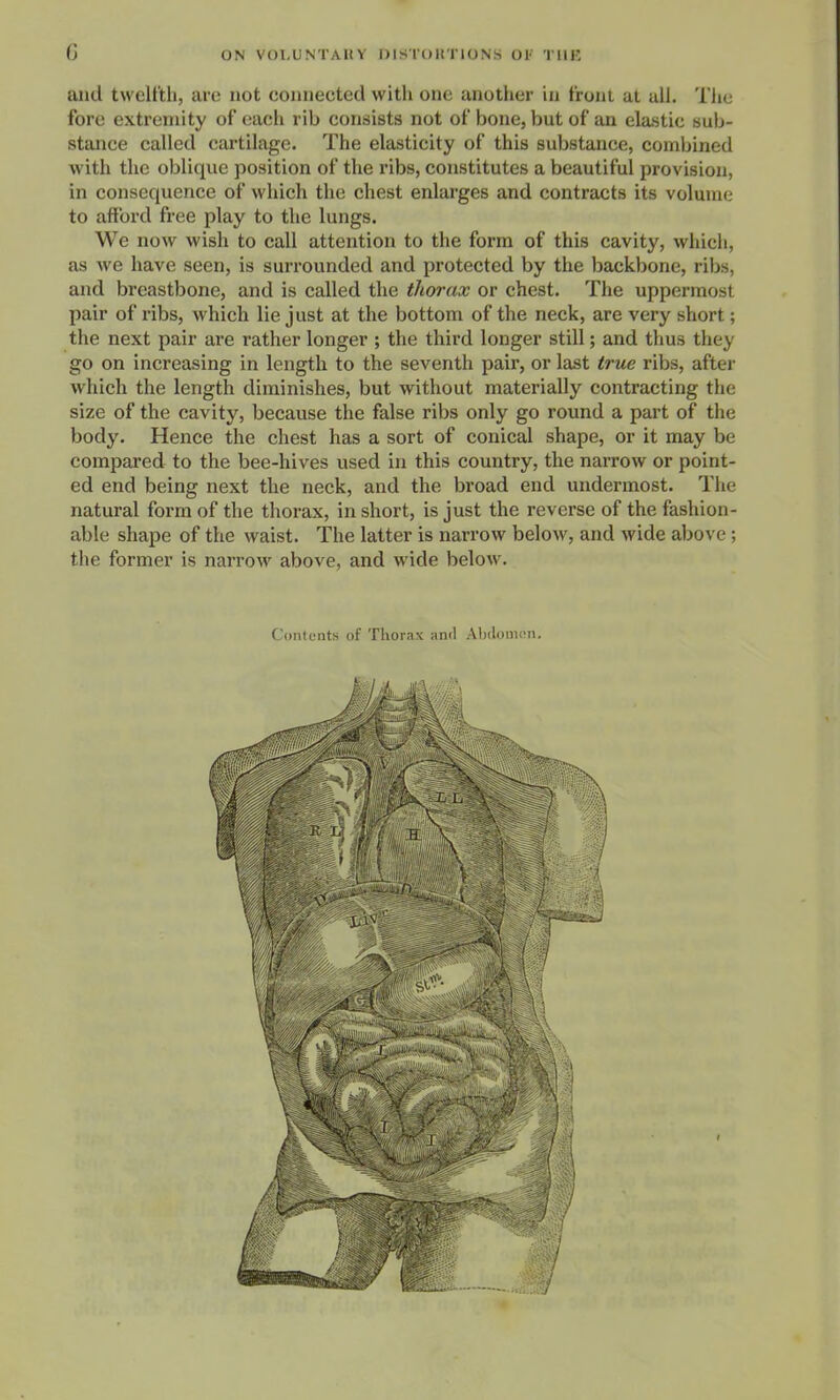 aiid twelt'tli, are not connected with one another in front at all. The fore extremity of each rib consists not of bone, but of an elastic sub- stance called cartilage. The elasticity of this substance, combined with the oblique position of the ribs, constitutes a beautiful provision, in consequence of which the chest enlarges and contracts its volume to afford free play to the lungs. We now wish to call attention to the form of this cavity, which, as we have seen, is surrounded and protected by the backbone, ribs, and breastbone, and is called the thorax or chest. The uppermost pair of ribs, which lie just at the bottom of the neck, are very short; the next pair ai-e rather longer ; the third longer still; and thus they go on increasing in length to the seventh pair, or last true ribs, after which the length diminishes, but without materially contracting tlie size of the cavity, because the false ribs only go round a part of the body. Hence the chest has a sort of conical shape, or it may be compared to the bee-hives used in this country, the narrow or point- ed end being next the neck, and the broad end undermost. The natural form of the thorax, in short, is just the reverse of the fashion- able shape of the waist. The latter is narrow below, and wide above; the former is narrow above, and wide below. Contonts of Thorax and Abdomen.