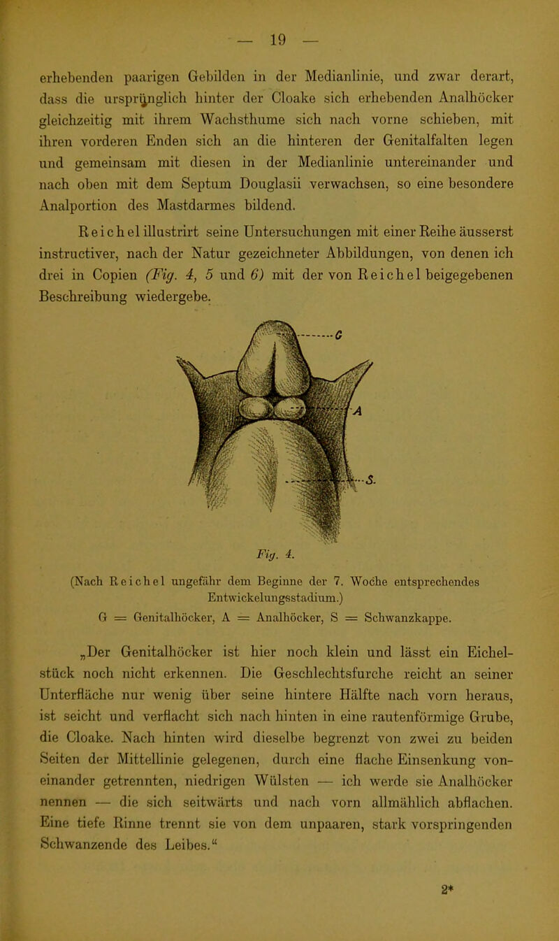 erhebenden paarigen Gebilden in der Medianlinie, und zwar derart, dass die urspri^nglich hinter der Cloake sich erhebenden Analhöcker gleichzeitig mit ihrem Wachsthume sich nach vorne schieben, mit ihren vorderen Enden sich an die hinteren der Genitalfalten legen und gemeinsam mit diesen in der Medianlinie untereinander und nach oben mit dem Septum Douglasii verwachsen, so eine besondere Analportion des Mastdarmes bildend. Reichel illustrirt seine Untersuchiingen mit einer Reihe äusserst instructiver, nach der Natur gezeichneter Abbildungen, von denen ich drei in Copien (Fig. 4, 5 und 6) mit der von R e i c h e 1 beigegebenen Beschreibung wiedergebe. (Nach Reichel ungefilhi- dem Beginne der 7. Woche entsprechendes Entwickelungsstadium.) G = Genitalhöcker, A = Analhöcker, S = Schwanzkappe. „Der Genitalhöcker ist hier noch klein und lässt ein Eichel- stück noch nicht erkennen. Die Geschlechtsfurche reicht an seiner ünterfläche nur wenig über seine hintere Hälfte nach vorn heraus, ist seicht und verflacht sich nach hinten in eine rautenförmige Grube, die Cloake. Nach hinten wird dieselbe begrenzt von zwei zu beiden Seiten der Mittellinie gelegenen, durch eine flache Einsenkung von- einander getrennten, niedrigen Wülsten — ich werde sie Analhöcker nennen — die sich seitwärts und nach vorn allmählich abflachen. Eine tiefe Rinne trennt sie von dem unpaaren, stark vorspringenden Schwanzende de.s Leibes. 2*