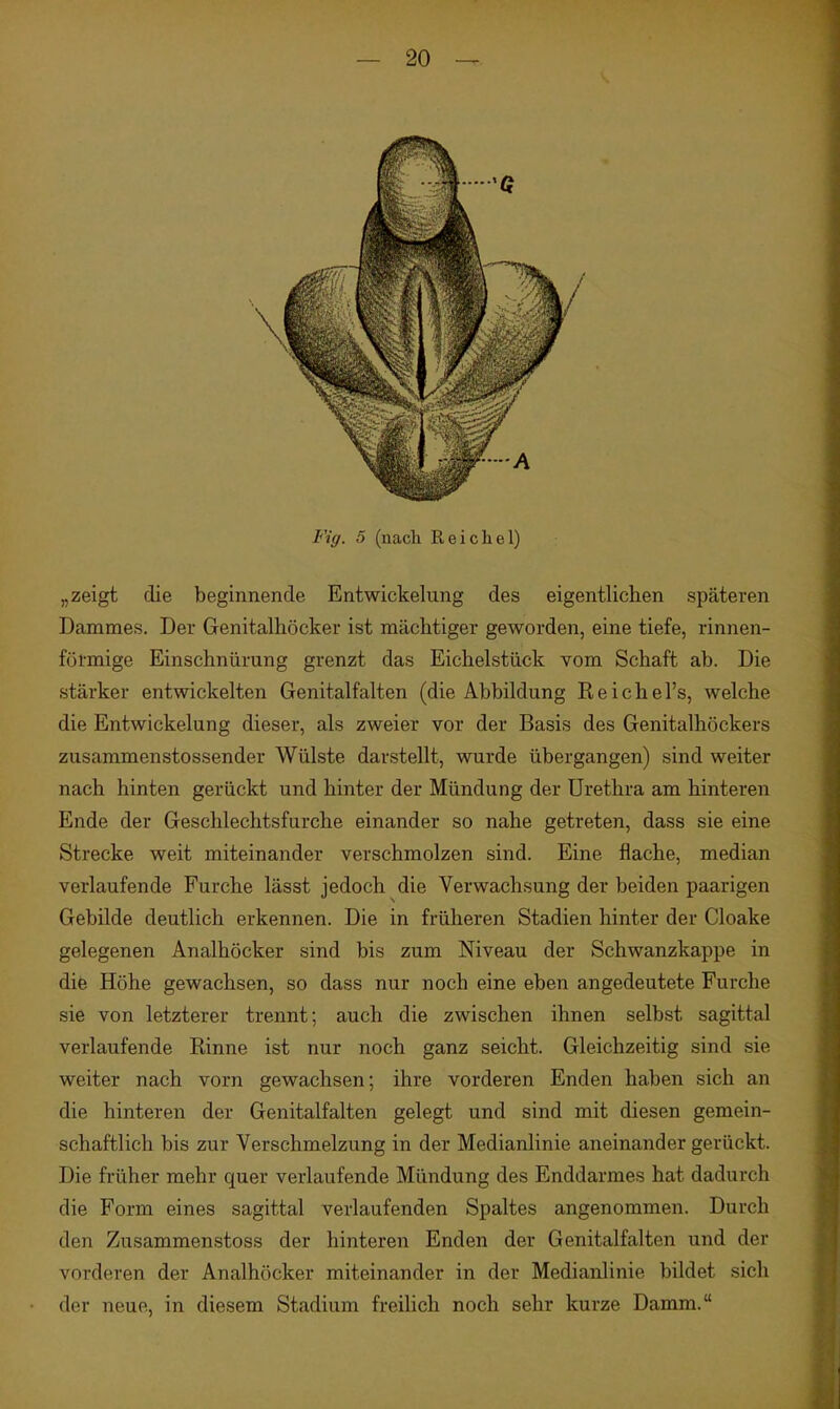 Fig. 5 (nach Reichel) „zeigt die beginnende Entwickelung des eigentlichen späteren Dammes. Der Genitalhöcker ist mächtiger geworden, eine tiefe, rinnen- förmige Einschnürung grenzt das Eichelstück vom Schaft ab. Die stärker entwickelten Genitalfalten (die Abbildung Reichel's, welche die Entwickelung dieser, als zweier vor der Basis des Genitalhöckers zusammenstossender Wülste darstellt, wurde übergangen) sind weiter nach hinten gerückt und hinter der Mündung der Urethra am hinteren Ende der Geschlechtsfurche einander so nahe getreten, dass sie eine Strecke weit miteinander verschmolzen sind. Eine flache, median verlaufende Furche lässt jedoch die Verwachsung der beiden paarigen Gebilde deutlich erkennen. Die in früheren Stadien hinter der Cloake gelegenen Analhöcker sind bis zum Niveau der Schwanzkappe in die Höhe gewachsen, so dass nur noch eine eben angedeutete Furche sie von letzterer trennt; auch die zwischen ihnen selbst sagittal verlaufende Rinne ist nur noch ganz seicht. Gleichzeitig sind sie weiter nach vorn gewachsen; ihre vorderen Enden haben sich an die hinteren der Genitalfalten gelegt und sind mit diesen gemein- schaftlich bis zur Verschmelzung in der Medianlinie aneinander gerückt. Die früher mehr quer verlaufende Mündung des Enddarmes hat dadurch die Form eines sagittal verlaufenden Spaltes angenommen. Durch den Zusammenstoss der hinteren Enden der Genitalfalten und der vorderen der Analhöcker miteinander in der Medianlinie bildet sich der neue, in diesem Stadium freilich noch sehr kurze Damm.