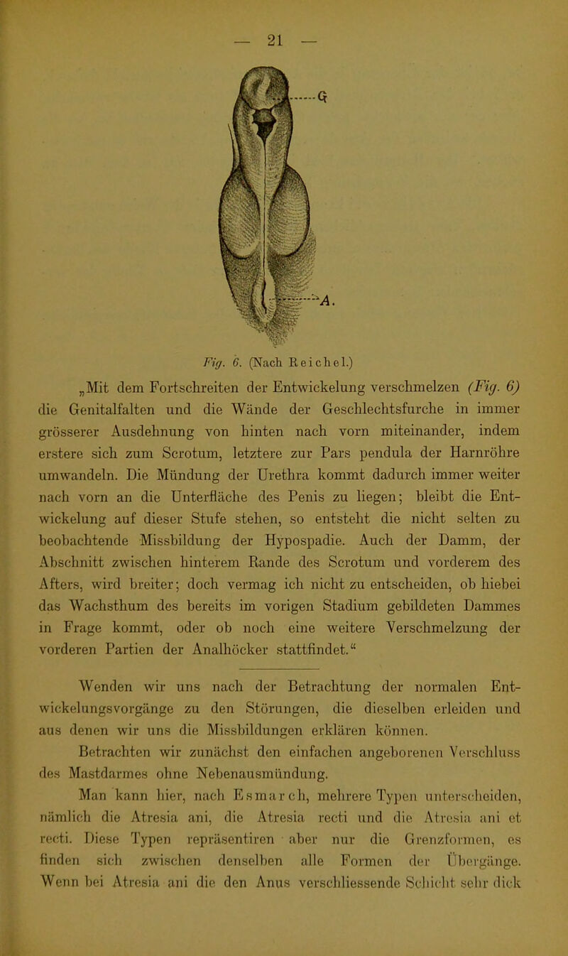 Fig. 6. (Nach Reichel.) „Mit dem Fortschreiten der Entwickelung verschmelzen (Fig. 6) die Genitalfalten und die Wände der Geschlechtsfurche in immer grösserer Ausdehnung von hinten nach vorn miteinander, indem erstere sich zum Scrotum, letztere zur Pars pendula der Harnröhre umwandeln. Die Mündung der Urethra kommt dadurch immer v^^eiter nach vorn an die Unterfiäche des Penis zu liegen; bleibt die Ent- wickelung auf dieser Stufe stehen, so entsteht die nicht selten zu beobachtende Missbildung der Hypospadie. Auch der Damm, der Abschnitt zwischen hinterem Rande des Scrotum und vorderem des After.s, wird breiter; doch vermag ich nicht zu entscheiden, ob hiebei das Wachsthum des bereits im vorigen Stadium gebildeten Dammes in Frage kommt, oder ob noch eine weitere Verschmelzung der vorderen Partien der Analhöcker stattfindet. Wenden wir uns nach der Betrachtung der normalen Ent- wickelungsvorgänge zu den Störungen, die dieselben erleiden und aus denen wir uns die Missbildungen erklären können. Betrachten wir zunächst den einfachen angeborenen Verschkass des Mastdarmes ohne Nebenausmündung. Man kann hier, nach Esmarch, mehrere Typen unterscheiden, nämlich die Atresia ani, die Atresia recti und die Atresia ani et recti. Diese Typen repräsentiren aber nur die Grenzfoimen, es finden sich zwischen denselben alle Formen der Übergänge. Wenn bei Atresia ani die den Anus verschliessende Schicht sehr dick