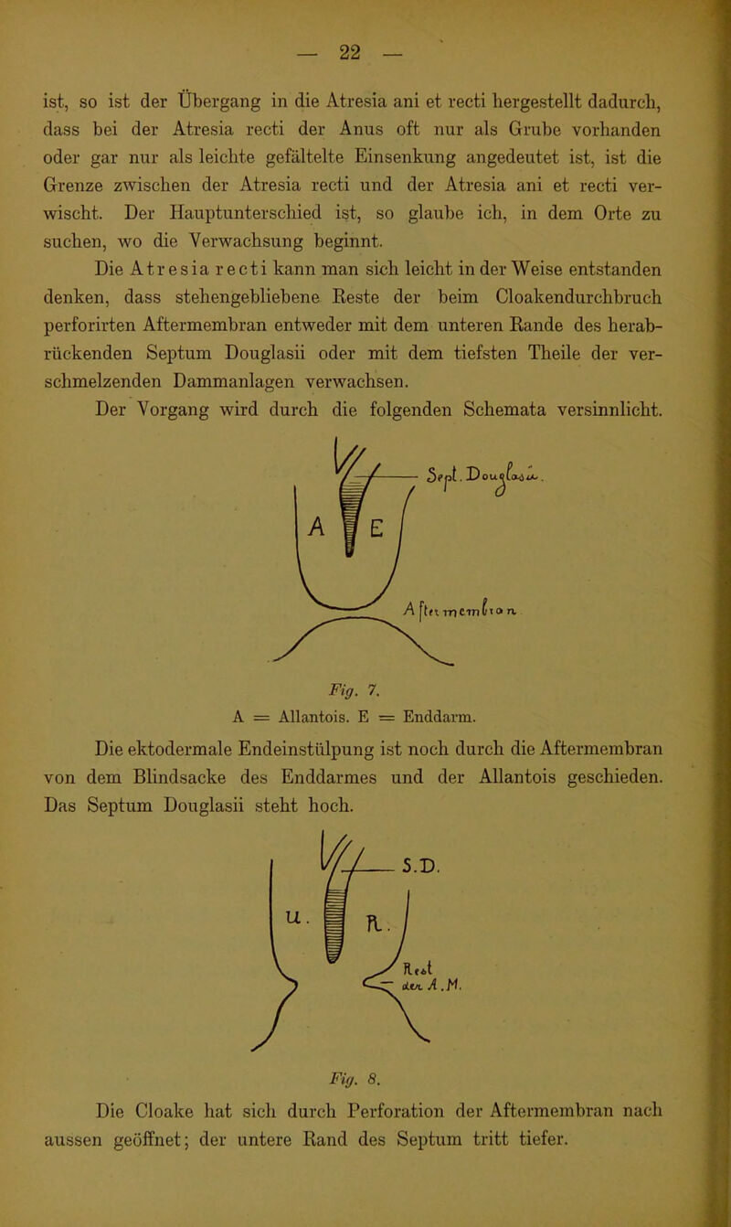 ist, so ist der Übergang in die Atresia ani et recti hergestellt dadurch, dass bei der Atresia recti der Anus oft nur als Grube vorhanden oder gar nur als leichte gefältelte Einsenkung angedeutet ist, ist die Grenze zwischen der Atresia recti und der Atresia ani et recti ver- vsischt. Der Hauptunterschied ist, so glaube ich, in dem Orte zu suchen, wo die Verwachsung beginnt. Die Atresia recti kann man sich leicht in der Weise entstanden denken, dass stehengebliebene Reste der beim Cloakendurchbruch perforirten Aftermembran entweder mit dem unteren Rande des herab- rückenden Septum Douglasii oder mit dem tiefsten Theile der ver- schmelzenden Dammanlagen verwachsen. Der Vorgang wird durch die folgenden Schemata versinnlicht. Fig. 7. A = Allantois. E = Enddarm. Die ektodermale Endeinstülpung ist noch durch die Aftermembran von dem Blindsacke des Enddarmes und der Allantois geschieden. Das Septum Douglasii steht hoch. Fig. 8. Die Cloake hat sich durch Perforation der Aftermembran nach aussen geöffnet; der untere Rand des Septum tritt tiefer.