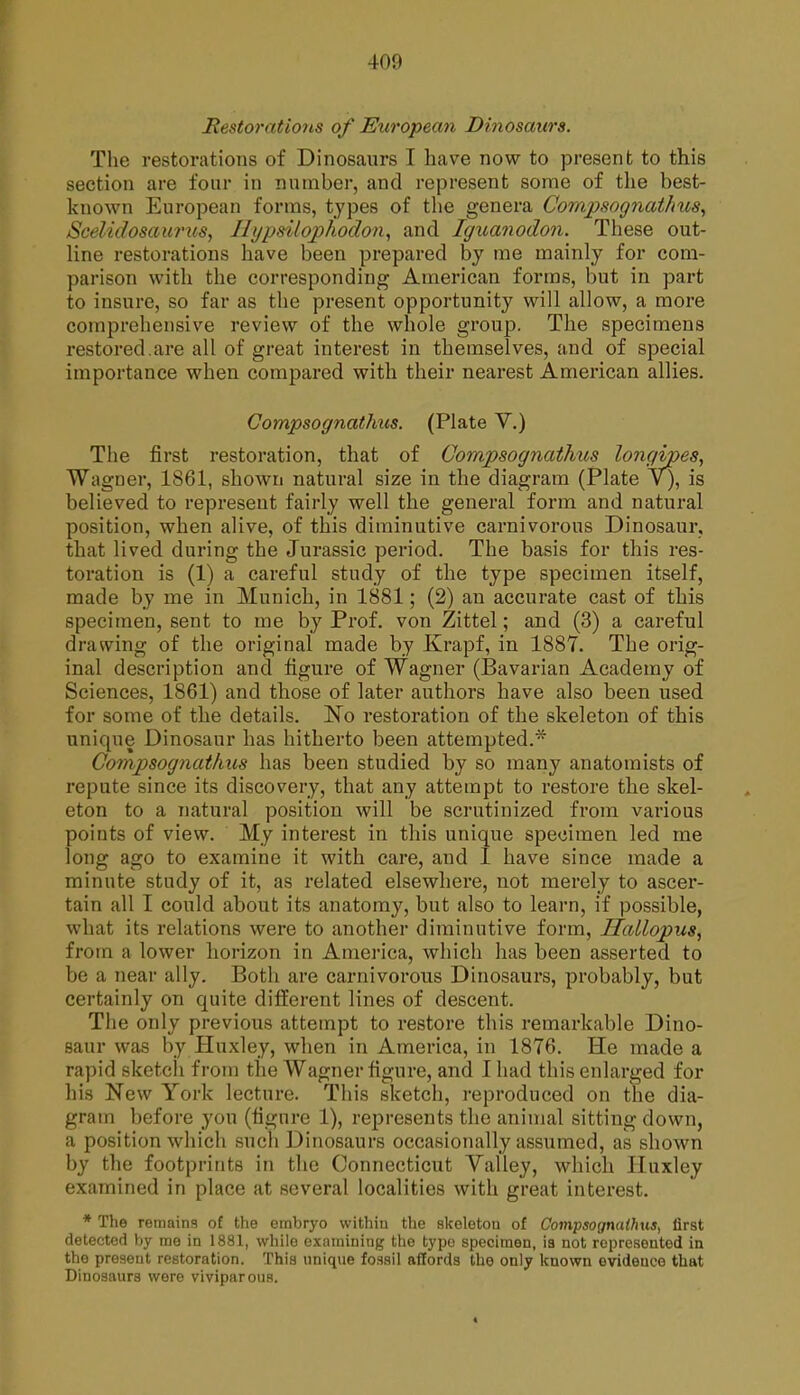 Restorations of European Dinosaurs. The restorations of Dinosaurs I have now to present to this section are four in number, and represent some of the best- known European forms, types of the genera Compsognathus, Scelulosaurus, Ili/psilophodon, and IgxMnodon. These out- line restorations have been prepared by me mainly for com- parison with the corresponding American forms, but in part to insure, so far as the present opportunity will allow, a more comprehensive review of the whole group. The specimens restored.are all of great interest in themselves, and of special importance when compared with their nearest American allies. GompsognatJms. (Plate V.) The first restoration, that of Compsognathus longipes, Wagner, 1861, shown natural size in the diagram (Plate V), is believed to represent fairly well the general form and natural position, when alive, of this diminutive carnivorous Dinosaur, that lived during the Jurassic period. The basis for this res- toration is (1) a careful study of the type specimen itself, made by me in Munich, in 1881; (2) an accurate cast of this specimen, sent to me by Prof, von Zittel; and (3) a careful drawing of the original made by Krapf, in 1887. The orig- inal description and figure of Wagner (Bavarian Academy of Sciences, 1861) and those of later authors have also been used for some of the details. No restoration of the skeleton of this unique Dinosaur has hitherto been attempted.* Gompsognat/ms has been studied by so many anatomists of repute since its discovery, that any attempt to restore the skel- eton to a natural position will be scrutinized from various points of view. My interest in this unique specimen led me long ago to examine it with care, and 1 have since made a minute study of it, as related elsewhere, not merely to ascer- tain all I could about its anatomy, but also to learn, if possible, what its relations were to another diminutive form, Hallopus, from a lower horizon in Ameiuca, which has been asserted to be a near ally. Both are carnivorous Dinosaurs, probably, but certainly on quite diiferent lines of descent. The only previous attempt to restore this remarkable Dino- saur was by Huxley, when in America, in 1876. He made a rapid sketch from the Wagner figure, and I had this enlarged for his New York lecture. This sketch, reproduced on the dia- gram before you (figure 1), represents the animal sitting down, a position which such Dinosaurs occasionally assumed, as shown by the footprints in the Connecticut Yalley, which Huxley examined in place at several localities with great interest. * The remains of the embryo within the skeleton of Compsognaihus, first detected by me in 1881, while examining the type specimen, is not represented in the present restoration. This unique fossil affords the only known evidence that Dinosaurs were viviparous. «