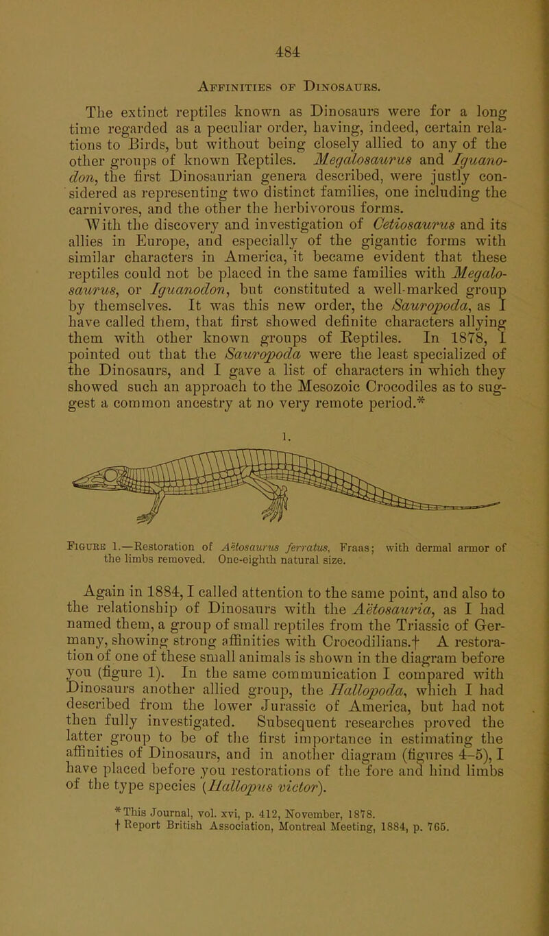 Affinities of Dinosaurs. The extinct reptiles known as Dinosaurs were for a long time regarded as a peculiar order, having, indeed, certain rela- tions to Birds, but without being closely allied to any of the other groups of known Reptiles. Megalosaurus and Iguano- clon, the first Dinosaurian genera described, were justly con- sidered as representing two distinct families, one including the carnivores, and the other the herbivorous forms. With the discovery and investigation of Cetiosaurus and its allies in Europe, and especially of the gigantic forms with similar characters in America, it became evident that these reptiles could not be placed in the same families with Megalo- saurus, or Iguanodon, but constituted a well-marked group by themselves. It was this new order, the Sauropoda, as I have called them, that first showed definite characters allying them with other known groups of Reptiles. In 1878, I pointed out that the Sauropoda were the least specialized of the Dinosaurs, and I gave a list of characters in which they showed such an approach to the Mesozoic Crocodiles as to sug- gest a common ancestry at no very remote period.* l. Figure 1.—Restoration of AHosaurus ferratus, Fraas; with dermal armor of the limbs removed. One-eighth natural size. Again in 1884,1 called attention to the same point, and also to the relationship of Dinosaurs with the Aetosauria, as I had named them, a group of small reptiles from the Triassic of Ger- many, showing strong affinities with Crocodilians.f A restora- tion of one of these small animals is shown in the diagram before you (figure 1). In the same communication I compared with Dinosaurs another allied group, the Ilallopoda, which I had described from the lower Jurassic of America, but had not then fully investigated. Subsequent researches proved the latter group to be of the first importance in estimating the affinities of Dinosaurs, and in another diagram (figures 4-5), I have placed before you restorations of the fore and hind limbs of the type species (llallopits victor). *This Journal, vol. xvi, p. 412, November, 1 SYS. f Report British Association, Montreal Meeting, 1884, p. 765.