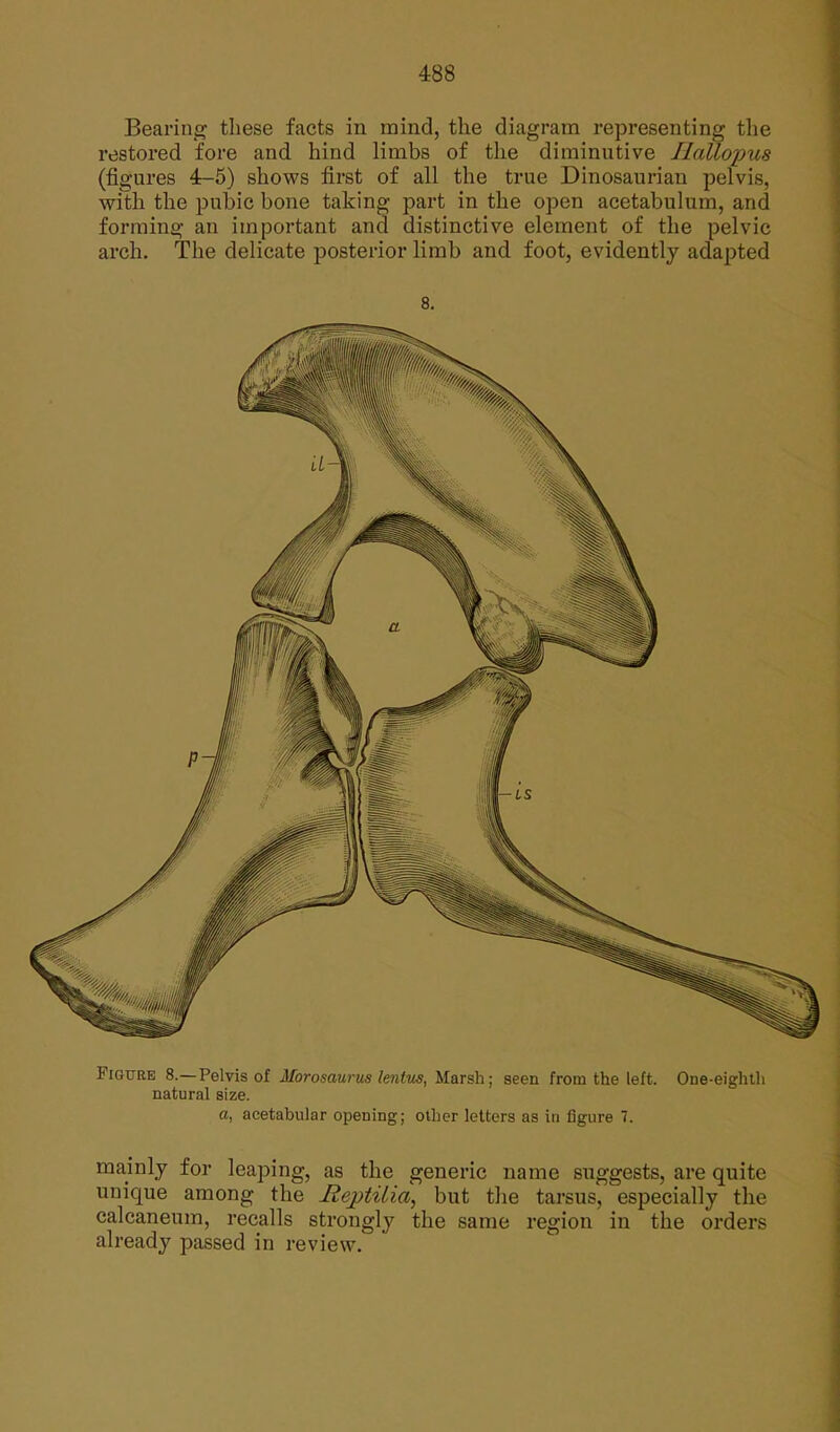 Bearing these facts in mind, the diagram representing the restored fore and hind limbs of the diminutive HaUopus (figures 4-5) shows first of all the true Dinosaurian pelvis, with the pubic bone taking part in the open acetabulum, and forming an important and distinctive element of the pelvic arch. The delicate posterior limb and foot, evidently adapted 8. tigcre 8.—Pelvis of ATorosaurus lentus, Marsh; seen from the left. One-eighth natural size. a, acetabular opening; other letters as in figure 7. mainly for leaping, as the generic name suggests, are quite unique among the lieptilia, but the tarsus, especially the calcaneum, recalls strongly the same region in the orders already passed in review.