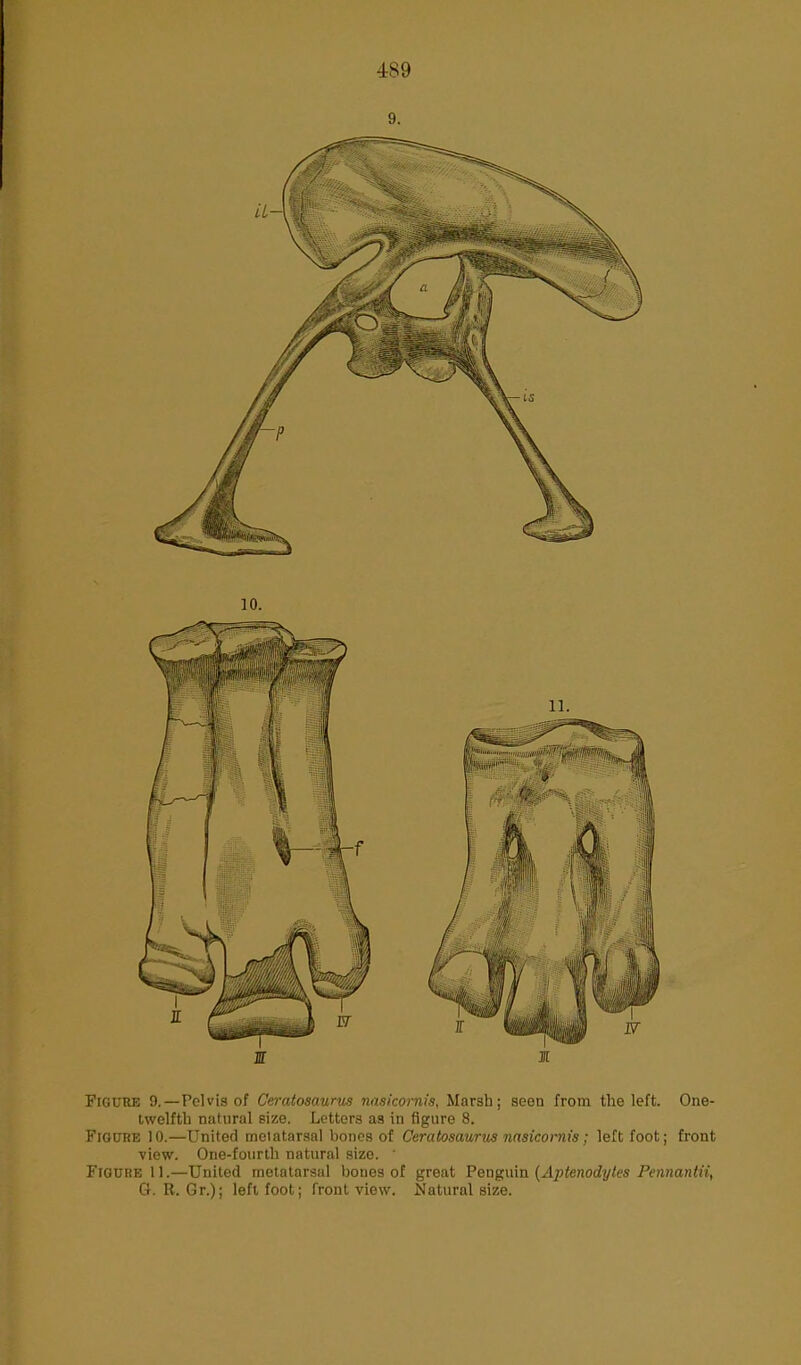 9. 10. Figure 9. —Pelvis of Ceratosaurus nasicornis, Marsh; seen from the left. One- twelfth natural size. Letters as in figure 8. Figure 10.—United metatarsal bones of Ceratosaurus nasicornis; left foot; front view. One-fourth natural size. ' Figure 11.—United metatarsal bones of great Penguin (Aptenodytes Pennantii, G. R. Gr.); left foot; front view. Natural size.