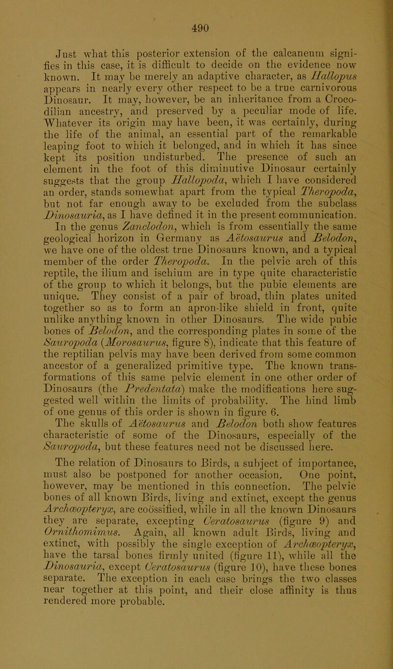 Just what tills posterior extension of the calcaneum signi- fies in this case, it is difficult to decide on the evidence now known. It may he merely an adaptive character, as Hallopus appears in nearly every other respect to be a true carnivorous Dinosaur. It may, however, be an inheritance from a Croco- dilian ancestry, and preserved by a peculiar mode of life. Whatever its origin may have been, it was certainly, during the life of the animal, an essential part of the remarkable leaping foot to which it belonged, and in which it has since kept its position undisturbed. The presence of such an element in the foot of this diminutive Dinosaur certainly suggests that the group Hallopoda, which I have considered an order, stands somewhat apart from the typical Theropoda, but not far enough away to be excluded from the subclass Dinosauria, as I have defined it in the present communication. In the genus Zanclodon, which is from essentially the same geological horizon in Germany as Aetosaurus and Belodon, we have one of the oldest true Dinosaurs known, and a typical member of the order Theropoda. In the pelvic arch of this reptile, the ilium and ischium are in type quite characteristic of the group to which it belongs, but the pubic elements are unique. They consist of a pair of broad, thin plates united together so as to form an apron-like shield in front, quite unlike anything known in other Dinosaurs. The wide pubic bones of Belodon, and the corresponding plates in some of the Sauropoda (Morosaurus, figure 8), indicate that this feature of the reptilian pelvis may have been derived from some common ancestor of a generalized primitive type. The known trans- formations of this same pelvic element in one other order of Dinosaurs (the Predentatd) make the modifications here sug- gested well within the limits of probability. The hind limb of one genus of this order is shown in figure 6. The skulls of Aetosaurus and Belodon both show features characteristic of some of the Dinosaurs, especially of the Sauropoda, but these features need not be discussed here. The relation of Dinosaurs to Birds, a subject of importance, must also be postponed for another occasion. One point, however, may be mentioned in this connection. The pelvic bones of all known Birds, living and extinct, except the genus Archaeopteryx, are coossified, while in all the known Dinosaurs they are separate, excepting Ceratosaurus (figure 9) and OrnithomimxLs. Again, all known adult Birds, living and extinct, with possibly the single exception of Archaeopteryx, have the tarsal bones firmly united (figure 11), while all the Dinosauria, except Ceratosaurus (figure 10), have these bones separate. The exception in each case brings the two classes near together at this point, and their close affinity is thus rendered more probable.