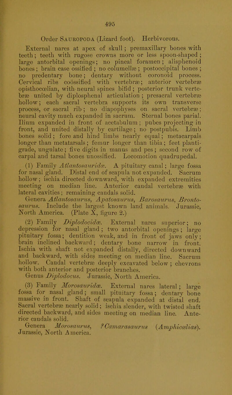 Order Sauropoda (Lizard foot). Herbivorous. External nares at apex of skull ; premaxillary bones with teeth; teeth with rugose crowns more or less spoon-shaped ; large antorbital openings; no pineal foramen; alisphenoid bones; brain case ossified ; no columellas ; postoccipital bones ; no predentary bone; dentary without coronoid process. Cervical ribs coossified with vertebrae; anterior vertebrae opisthocoelian, with neural spines bifid ; posterior trunk verte- brae united by diplosphenal articulation ; presacral vertebrae hollow; each sacral vertebra supports its own transverse process, or sacral rib; no diapophyses on sacral vertebrae; neural cavity much expanded in sacrum. Sternal bones pariah Ilium expanded in front of acetabulum; pubes projecting in front, and united distally by cartilage; no postpubis. Limb bones solid; fore and hind limbs nearly equal; metacarpals longer than metatarsals; femur longer than tibia; feet planti- grade, ungulate; five digits in rnanus and pes; second row of carpal and tarsal bones unossified. Locomotion quadrupedal. (1) Family Atlantosauridce. A pituitary canal ; large fossa for nasal gland. Distal end of scapula not expanded. Sacrum hollow; iseliia directed downward, with expanded extremities meeting on median line. Anterior caudal vertebrae with lateral cavities ; remaining caudals solid. Genera Atlantosaurus, Apatosaurus, Barosaurus, Bronto- saurus. Include the largest known land animals. Jurassic, North America. (Plate X, figure 2.) (2) Family Diplodocidce. External nares superior; no depression for nasal gland; two antorbital openings; large pituitary fossa; dentition weak, and in front of jaws only; brain inclined backward; dentary bone narrow' in front. Ischia with shaft not expanded distally, diiected downward and backward, with sides meeting on median line. Sacrum hollow. Caudal vertebrae deeply excavated below ; chevrons with both anterior and posterior branches. Genus JJijplodocus. Jurassic, North America. (3) Family Morosauridce. External nares lateral; large fossa for nasal gland; small pituitary fossa; dentary bone massive in front. Shaft of scapula expanded at distal end. Sacral vertebrae nearly solid; ischia slender, with twisted shaft directed backward, and sides meeting on median line. Ante- rior caudals solid. Genera ^ Morosawrus, ? Camarasaurus (Amphiccelias). Jurassic, North America.