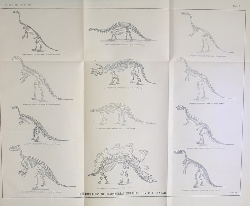 Am Jour. Sci.. VoK L. 1895. i.-ANCHlSAURUS COLURUS, Marsh. Triawie, Connecticut. 5.—HYPSILOPHODON POXII. Huxley. Cretaceous, England. 7.—CAKPTOSAURUS DISPAR, Marsh. Jurassic, Wyoming. 11/—IGUAMODON BERNISSARTENSIS, Boulenger. g'a Cretaceous, Belgium. 3.—BRONTOSAURUS EXCELSUS, Marsh, Jurassic, Wyoming, 10.—TRICERATOPS PRORSUS, Marsh. Cretaceous, Wyoming. 8.—STEGOSAURUS UNGULATUS, Marsh. iA Jurassic, Wyoming. RESTORATIONS OF DINOSAURIAN REPTILES; BY 0. C. MARSH. Plate X 5.—CERATOSAURUS NASICORNIS, Marsh. * Jurassic, Colorado. —CLAOSAURUS ANNECTENS, Marsh. CreUceoas, Wyoming. 3--COMPSOGNATHUS LONGIPES, Wagner, j, Jurassic, Basa/ia. 4-—LAOSAURUS CONSORS, Marsh. Jy Jurassic, Wyoming.