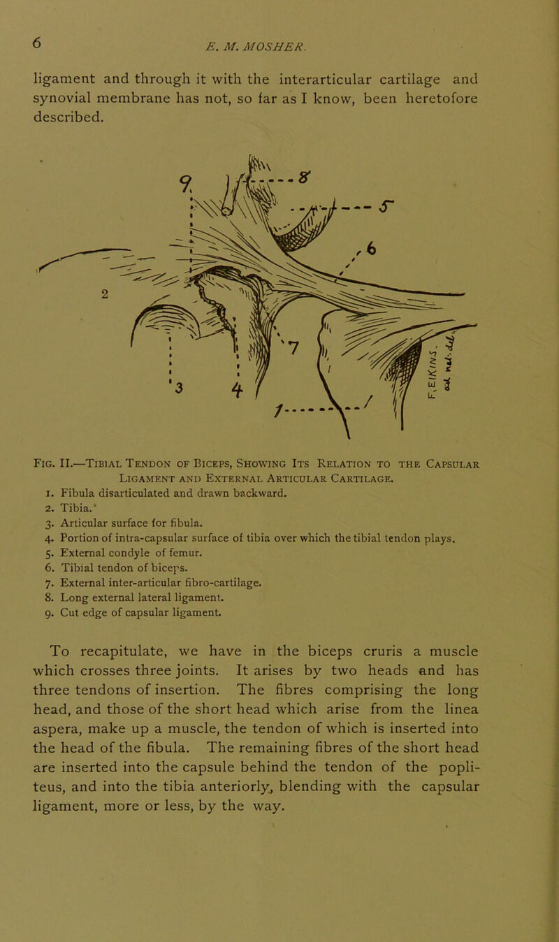 ligament and through it with the interarticular cartilage and synovial membrane has not, so far as I know, been heretofore described. Fig. II.—Tibial Tendon of Biceps, Showing Its Relation to the Capsular Ligament and External Articular Cartilage. 1. Fibula disarticulated and drawn backward. 2. Tibia. 3. Articular surface for fibula. 4. Portion of intra-capsular surface of tibia over which the tibial tendon plays. 5. External condyle of femur. 6. Tibial tendon of biceps. 7. External inter-articular fibro-cartilage. 8. Long external lateral ligament. 9. Cut edge of capsular ligament. To recapitulate, we have in the biceps cruris a muscle which crosses three joints. It arises by two heads and has three tendons of insertion. The fibres comprising the long head, and those of the short head which arise from the linea aspera, make up a muscle, the tendon of which is inserted into the head of the fibula. The remaining fibres of the short head are inserted into the capsule behind the tendon of the popli- teus, and into the tibia anteriorly^ blending with the capsular ligament, more or less, by the way.