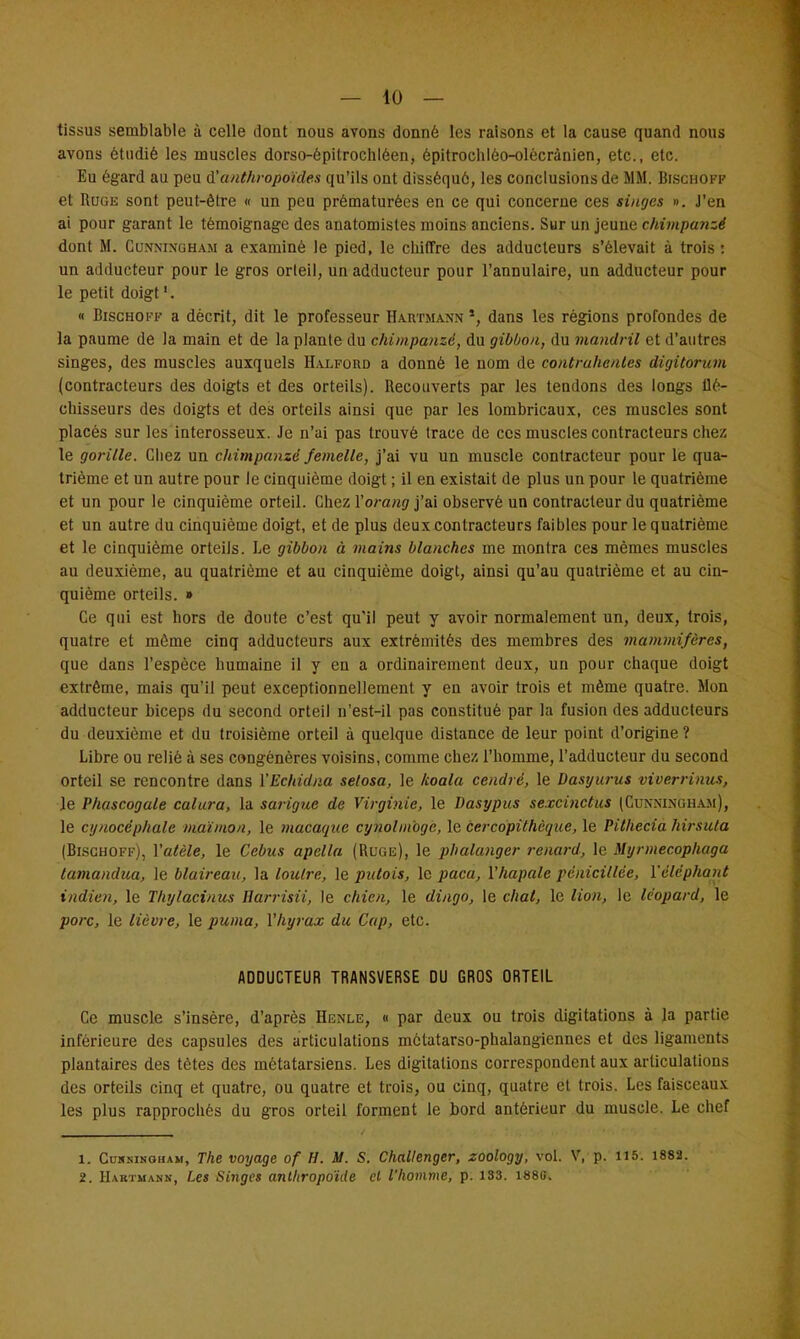 tissus semblable à celle dont nous avons donné les raisons et la cause quand nous avons étudié les muscles dorso-èpitrochlêen, épitroehléo-olècrànien, etc., etc. Eu égard au peu à!anthropoïdes qu'ils ont disséqué, les conclusions de MM. BiscfiOFF et Ruge sont peut-être « un peu prématurées en ce qui concerne ces singes ». J'en ai pour garant le témoignage des anatomistes moins anciens. Sur un jeune chimpanzé dont M. Cunningham a examiné le pied, le chiffre des adducteurs s'élevait à trois : un adducteur pour le gros orteil, un adducteur pour l'annulaire, un adducteur pour le petit doigt « Bischoi'f a décrit, dit le professeur Hartmann *, dans les régions profondes de la paume de la main et de la plante du chimpanzé, du gibbon, du mandril et d'autres singes, des muscles auxquels Halford a donné le nom de contrahcnles digitorum (contracteurs des doigts et des orteils). Recouverts par les tendons des longs flé- chisseurs des doigts et des orteils ainsi que par les lombricaux, ces muscles sont placés sur les interosseux. Je n'ai pas trouvé trace de ces muscles contracteurs chez le gorille. Chez un chimpanzé femelle, j'ai vu un muscle contracteur pour le qua- trième et un autre pour le cinquième doigt ; il en existait de plus un pour le quatrième et un pour le cinquième orteil. Chez Yorang j'ai observé un contracteur du quatrième et un autre du cinquième doigt, et de plus deux contracteurs faibles pour le quatrième et le cinquième orteils. Le gibbon à mains blanches me montra ces mêmes muscles au deuxième, au quatrième et au cinquième doigt, ainsi qu'au quatrième et au cin- quième orteils. » Ce qui est hors de doute c'est qu'il peut y avoir normalement un, deux, trois, quatre et même cinq adducteurs aux extrémités des membres des mammifères, que dans l'espèce humaine il y en a ordinairement deux, un pour chaque doigt extrême, mais qu'il peut exceptionnellement y en avoir trois et même quatre. Mon adducteur biceps du second orteil n'est-il pas constitué par la fusion des adducteurs du deuxième et du troisième orteil à quelque distance de leur point d'origine? Libre ou relié à ses congénères voisins, comme chez l'homme, l'adducteur du second orteil se rencontre dans YEchidna selosa, le koala cendré, le Dasyurus viverrinus, le Phascogale calura, la sarigue de Virginie, le Dasypus sexcinctus [Cunningham), le cynocéphale maïmon, le macaque cynolm'oge, le cercopithèque, le Pithecia hirsuta (Bischoff), Yatèle, le Cebus apella (Ruge), le phalanger renard, le Myrmecophaga tamandua, le blaireau, la loutre, le putois, le paca, Yhapale pénicillée, Yéléphant indien, le T/tylacinus Harrisii, le chien, le dingo, le chat, le lion, le léopard, le porc, le lièvre, le puma, Yhyrax du Cap, etc. ADDUCTEUR TRANSVERSE DU GROS ORTEIL Ce muscle s'insère, d'après Henle, « par deux ou trois digitations à la partie inférieure des capsules des articulations mêtatarso-phalangiennes et des ligaments plantaires des tètes des métatarsiens. Les digitations correspondent aux articulations des orteils cinq et quatre, ou quatre et trois, ou cinq, quatre et trois. Les faisceaux les plus rapprochés du gros orteil forment le bord antérieur du muscle. Le chef 1. Cunsinoham, The voyage of H. M. S. Challenger, zoology, vol. V, p. 115. 1882. 2. Hartmann, Les Singes anthropoïde cl l'homme, p. 183. 188G.