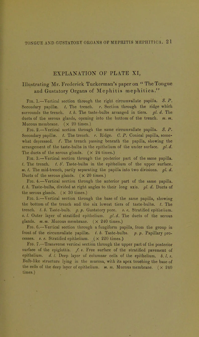 EXPLANATION OF PLATE XI, Illustrating Mr. Frederick Tuckerman's paper on  The Tongue and Gustatory Organs of Mephitis naephitica. Fig. 1.—Vertical section through the right circumvallate papilla. S. P. Secondary papillje. t. Tiie trench, r. Section through the ridge which surrounds the trench. L b. The taste-bulbs arranged in tiers, gl. d. The ducts of the serous glands, opening into the bottom of the trench, m. m. Mucous membrane. (X 20 times.) Fig. 2.—Vertical section through the same circumvallate papilla. S. P. Secondary papillae, t. The trench, r. Ridge. C. P. Conical papilla, some- what depressed, i'. The trench passing beneath the papilla, showing the arrangement of tiie taste-bulbs in the epithelium of the under surface, gl.d. The ducts of the serous glands, (x 24 times.) Fig. 3.—Vertical section through the posterior part of the same papilla. t. The trench, t. b'. Taste-bulbs in the epithelium of the upper surface. VI. t. The mid-trench, partly separating the papilla into two divisions, gl. d. Ducts of the serous glands, (x 20 times.) Fig. 4.—Vertical section through the anterior part of the same papilla. t. b. Taste-bulbs, divided at right angles to their long axis. gl. d. Ducts of the serous glands. ( x 30 times.) Fig. 5.—Vertical section through the base of the same papilla, showing the bottom of the trench and tlie six lowest tiers of taste-bulbs, t. The trench, t. b. Tasle-bulb. g. p. Gustatory pore. s. e. Stratified epithelium. 0. I. Outer layer of stratified epithelium. g/-d. The ducts of the serous glands, m.vt. Mucous membrane. (X 240 times.) Fig. 6.—Vertical section through a fungiform papilla, from the group in front of the circumvallate papillae. (. b. Taste-bulbs, p. p. Papillary pro- cesses, s. e. Stratified epithelium, (x 220 times.) Fig. 7.—Transverse vertical section through the upper part of the posterior surface of the epiglottis. /. s. Free surface of the stratified pavement of epithelium, d. I. Deep layer of columnar cells of the epithelium, b. I. s. Bulb-like -structure lying in the mucosa, with its apex touching tiie base of the cells of the deep layer of epithelium, m. m. Mucous membrane, (x 240 times.)