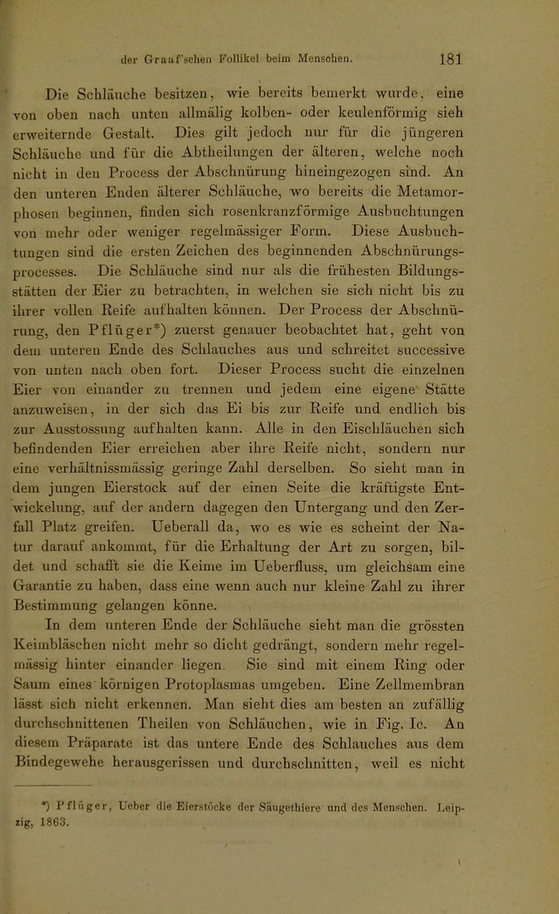 Die Schläuche besitzen, wie bereits bemerkt wurde, eine von oben nach unten allmälig kolben- oder keulenförmig sieh erweiternde Gestalt. Dies gilt jedoch nur für die jüngeren Schläuche und für die Abtheilungen der älteren, welche noch nicht in den Process der Abschnürung hineingezogen sind. An den unteren Enden älterer Schläuche, wo bereits die Metamor- phosen beginnen, finden sich rosenkranzförmige Ausbuchtungen von mehr oder weniger regelmässiger Form. Diese Ausbuch- tungen sind die ersten Zeichen des beginnenden Abschnürungs- processes. Die Schläuche sind nur als die frühesten Bildungs- stätten der Eier zu betrachten, in welchen sie sich nicht bis zu ihrer vollen Reife aufhalten können. Der Process der Abschnü- rung, den Pflüg er*) zuerst genauer beobachtet hat, geht von dem unteren Ende des Schlauches aus und schreitet successive von unten nach oben fort. Dieser Process sucht die einzelnen Eier von einander zu trennen und jedem eine eigene' Stätte anzuweisen, in der sich das Ei bis zur Reife und endlich bis zur Aasstossung aufhalten kann. Alle in den Eischläuchen sich befindenden Eier erreichen aber ihre Reife nicht, sondern nur eine verhältnissmässig geringe Zahl derselben. So sieht man in dem jungen Eierstock auf der einen Seite die kräftigste Ent- wickelung, auf der andern dagegen den Untergang und den Zer- fall Platz greifen. Ueberall da, wo es wie es scheint der Na- tur darauf ankommt, für die Erhaltung der Art zu sorgen, bil- det und schaiSTt sie die Keime im Ueberfluss, um gleichsam eine Garantie zu haben, dass eine wenn auch nur kleine Zahl zu ihrer Bestimmung gelangen könne. In dem unteren Ende der Schläuche sieht man die grössten Keimbläschen nicht mehr so dicht gedrängt, sondern mehr regel- mässig hinter einander liegen. Sie sind mit einem Ring oder Saum eines körnigen Protoplasmas umgeben. Eine Zellmembran lässt sich nicht erkennen. Man sieht dies am besten an zufällig durchschnittenen Theilen von Schläuchen, wie in Fig. Ic. Au diesem Präparate ist das untere Ende des Schlauches aus dem Bindegewehe herausgerissen und durchschnitten, weil es nicht •) Pfliiger, Ueber die Eierstöcke der Säiigethiere und des Menschen. Leip- zig, 1863.