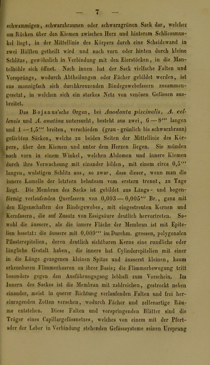 schwammigen, schvrarzbraunen oder schwarzgriincn Sack dar, welclict am Rücken über den Kiemen zwischen Herz und hinterem Schliessmus- ^ kel liegt, in der Mittellinie des Körpers durch eine Scheidewand in zwei Hälften gelhcilt wird und nach vorn oder hinten durch kleine Schlitze, gewöhnlich in Verbindung mit den Eierstöcken, in die Man- telhühle sich öffnet. Nach innen hat der Sack vielfache Falten und Vorsprünge, wodurch Abiheilungen oder Fächer gebildet werden, ist aus mannigfach sich durchkreuzenden Bindegewebefasern zusammen- gesetzt, in welchen sich ein starkes Netz von venösen Gefässen aus- breitet. Das Bojanus'sche Organ, bei Anodonta piscinalis, A. cel- Icnsis und A. anaiina untersucht, besteht aus zwei, 6 — 8' langen und 1—1,5' breiten, verschieden (grau- grünlich bis schwarzbraun) gefärbten Säcken, welche zu beiden Seiten der Mittellinie des Kör- pers, über den Kiemen und unter dem Herzen liegen. Sie münden nach vorn in einem Winkel, welchen Abdomen und innere Kiemen durch ihre Verwachsung mit einander bilden, mit einem circa 0,5' langen, wulstigen Schlitz aus, so zwar, dass dieser, wenn man die innere Lamelle der letztern behutsam vom erstem trennt, zu Tage liegt. Die Membran des Sacks ist gebildet aus Längs - und bogen- förmig verlaufenden Querfasern von 0,003 — 0,005' Br., ganz mit den Eigenschaften des Bindegewebes, mit eingestreuten Kernen und Kernfasern, die auf Zusatz von Essigsäure deutlich hervortreten. So- wohl die äussere, als die innere Fläche der Membran ist mit Epite- lien besetzt: die äussere mit 0,009' iniDurchm, grossen, polygonalen Pflasterepitelien, deren deutlich sichtbaren Kerne eine rundliche oder längliche Gestalt haben, die innere hat Cylinderepilclien mit einer in die Länge gezogenen kleinen Spitze und äusserst kleinen, kaum erkennbaren Flimmerhaaren an ihrer Basis; die Flimmerbeweguug tritt besonders gegen den Ausführungsgang lebhaft zum Vorschein. Im Innern des Sackes ist die Membran mit zahlreichen, gestreckt neben einander, meist in querer Richtung verlaufenden Fallen und frei her- einragenden Zotten versehen, wodurch Fächer und zcllenartigo Räu- me entstehen. Diese Fallen und vorspringenden Blätter sind die Träger eines Capillargefässnclzes, welches von einem mit der Pfort- ader der Leber in Verbindung stehenden Gcfässsysteme seinen Ursprung