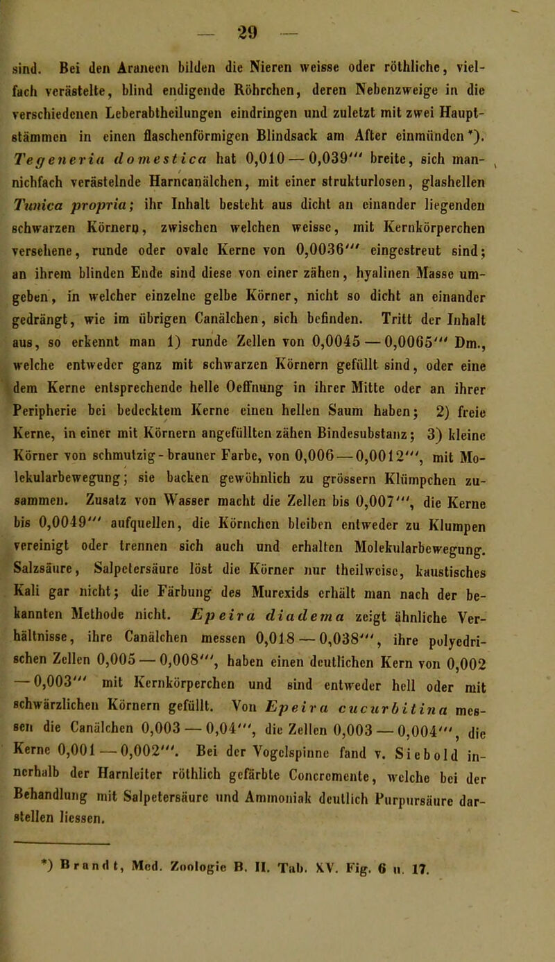 sinJ. Bei den Aranecii bilden die Nieren weisse oder röthliche, viel- fach verästelte, blind endigende Röhrchen, deren Nebenzweige in die verschiedenen Leberabtheilungen eindringen und zuletzt mit zwei Haupt- stämtncn in einen flaschenförmigen Blindsack am After einmünden*). Te ff eneria dornest ica hat 0,010 — 0,039' breite, sich man- ^ nichfach verästelnde Harncanälchen, mit einer strukturlosen, glashellen Twiica propria; ihr Inhalt besteht aus dicht an einander liegenden schwarzen Körnerq, zwischen welchen weisse, mit Kernkörperchen versehene, runde oder ovale Kerne von 0,0036' eingestreut sind; an ihrem blinden Ende sind diese von einer zähen, hyalinen Masse um- geben, in welcher einzelne gelbe Körner, nicht so dicht an einander gedrängt, wie im übrigen Canälchen, sich befinden. Tritt der Inhalt aus, so erkennt man 1) runde Zellen von 0,0045 — 0,0065' Dm., welche entweder ganz mit schwarzen Körnern gefüllt sind, oder eine dem Kerne entsprechende helle OeflFnung in ihrer Mitte oder an ihrer Peripherie bei bedecktem Kerne einen hellen Saum haben; 2) freie Kerne, in einer mit Körnern angefüllten zähen Bindesubstanz; 3) kleine Körner yon schmutzig-brauner Farbe, von 0,006 — 0,0012', mit Mo- lekularbewegung; sie backen gewöhnlich zu grössern Klümpchen zu- sammen. Zusatz von Wasser macht die Zellen bis 0,007', die Kerne bis 0,0049' aufquellen, die Körnchen bleiben entweder zu Klumpen vereinigt oder trennen sich auch und erhalten Molekularbewegung. Salzsäure, Salpetersäure löst die Körner nur Iheilwcisc, kaustisches Kali gar nicht; die Färbung des Murexids erhält man nach der be- kannten Methode nicht. Epeira diadema zeigt ähnliche Ver- hältnisse, ihre Canälchen messen 0,018 — 0,038', ihre polyedri- Bchen Zellen 0,005 — 0,008', haben einen deutlichen Kern von 0,002 — 0,003' mit Kernkörperchen und sind entweder hell oder mit schwärzlichen Körnern gefüllt. Von Epeira cucurbitina mes- sen die Canälchen 0,003 — 0,04', die Zellen 0,003 — 0,004', die Kerne 0,001 — 0,002'. Bei der Vogclspinne fand v. Siebold in- nerhalb der Harnleiter röthlich gefärbte Concremente, welche bei der Behandlung mit Salpetersäure «nd Ammoniak deutlich Purpursäure dar- stellen Hessen. *) Brandt, Med. Zoologie B. II. Tab. X.V. Fig. 6 u. 17. l