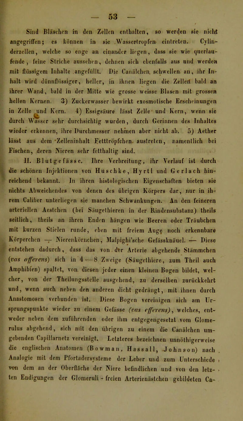 Sind Bläsihcn in den Zellen cnlhaltcn, so werden sie nicht angegriffen; es können in si« Wasserfropfen eintreten. Cylin- derzellen, welche so enge an einaiuler liegen, das« sie wie querlau- fende, feine Striche aussehen, dehnen sich ebenfalls aus und werde« mit flüssigem Inhalte angefüllt. Die Caniilchen. schwellen an, ihr lu' halt wird diinnfliissiger, heller, in ihnen liegen di« Zellert bald an ihrer Wand, bald in der Mitte wie grosse weisse Blasen mit grossen hellen Kernen. 3) Zuckerwasser bewirkt exosmolische Erscheinungen in Zelle ^nd Kern. 4) Essigsäure lässt Zelle und Kern, wenn sie durch Wasser sehr durchsichtig wurden, durch Gerinnen des Inhaltes wieder erkennen, ihre Durchmesser nehmen aber nicht ab. 5) Aether lässt aus dem'ZcUeninhalt Eetttropfchen. austreten, namentlich bei Fischen, deren Nieren sehr fetthaltig sind. II. Blutgefässe. Ihre Verbreitung, ihr Verlauf ist durch die schönen Injektionen von Huschke, Hyrtl und Gerlach hin- reichend bekannt. In ihren histologischen Eigenschaften bieten sie nichts Abweichendes von denen des übrigen Körpers dar, nur in ih- rem Caliber unterliegen sie manchen Schwankungen. An den feineren arteriellen Acstchen (bei Säugethieren in der Rindensubstanz) theils seitlich, theils an ihren Enden hängen wie Beeren oder Triiubchcn mit kurzen Stielen runde, eben mit freiem Auge noch erkennbare Körperchen -;- Nierenkörnchen, Malpighi'sche Gefässknäuel. — Diese entstehen dadurch, dass das von. dtr Arterie abgehende Slämmchcn {vas affereirs) sich in 4 — 8 Zweige (Säugethiere, zum Theil auch Amphibien) spaltet, von diesen jeder einen kleinen Bogen bildet, wel- cher, von der TheiluiigssleJIe ausgehend, zu derselben zurückkehrt und, wenn auch neben den anderen dicht gedrängt, mit ihnen durch Anastomosen verbunden ist. Diese Bogen vereinigen sich am TJr- sprungspunkte wieder zu einem Gefässe (vas cffn-eiis), Avelches, ent- weder neben dem zuführenden oder ihm entgegengesetzt vom Glome- rulus abgehend, sich mit den übrigen zu einem die Caiiälchen um- gebenden Capillarnelz vereinigt. Letzteres bezeichnen unnöthigcrweise die englischen Anatomen (Bowman, Hassall, Johnson) nach . Analogie mit dem Pfortadersysteme der Leber und zum Unterschiede . yon dem an der Oberfläche der Niere befindlichen und von den letz- . ten Eudigungen der Glomeruli - freien Artcrienästcheu gebildeten Ca-