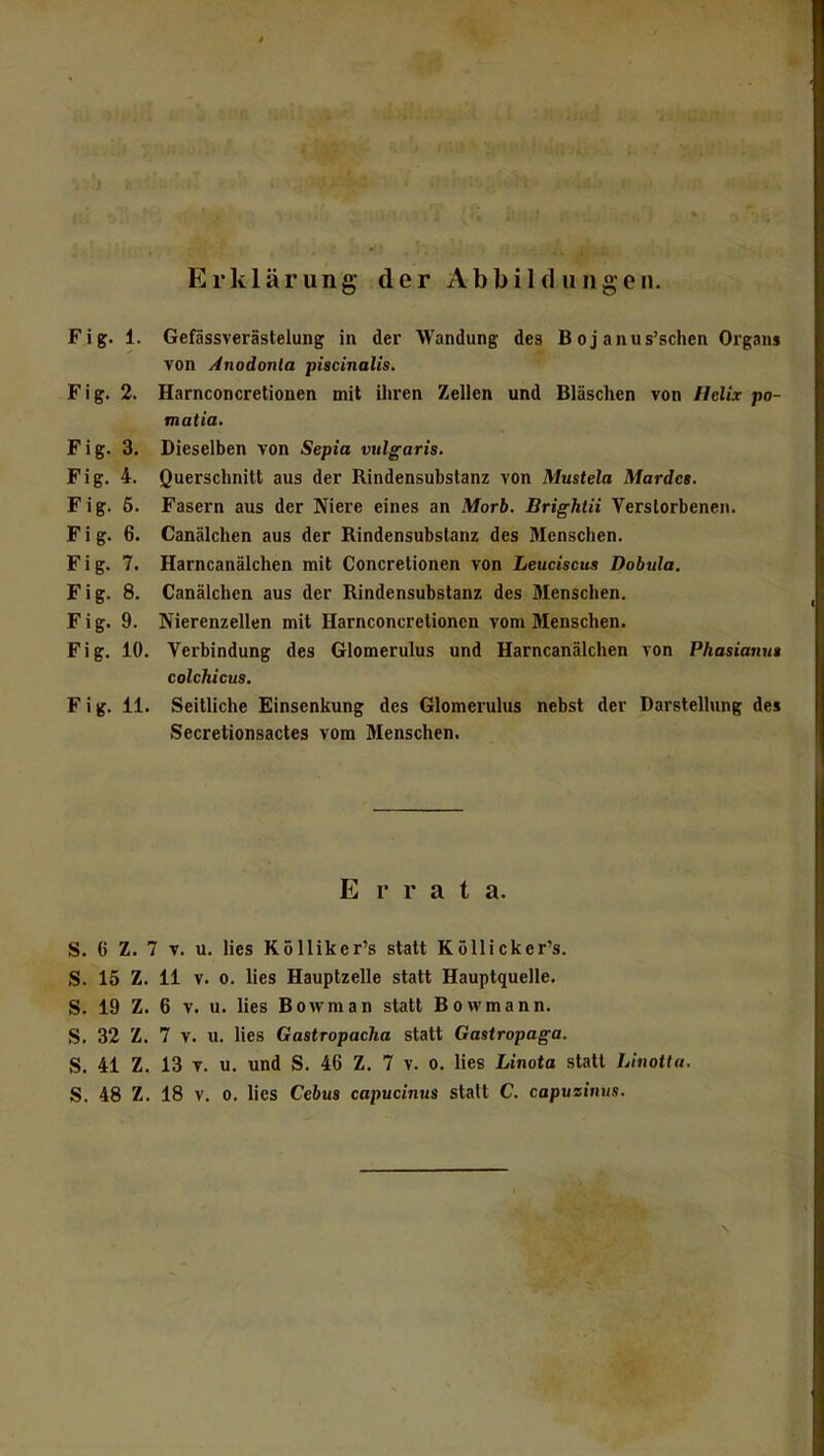 Erklärung der Abbild uiigen. Fig. 1. Gefässverästelung in der Wandung des B oj anus'schen Organs von Anodonla ptscinalis, Fig. 2. Harnconcretionen mit iliren Zellen und Bläschen von Helix po- matia. Fig. 3. Dieselben von Sepia vulgaris. Pig. 4. Querschnitt aus der Rindensubstanz von Mustela Mardei. Fig. 5. Fasern aus der Niere eines an Morb. Brightii Verstorbenen. Fig. 6. Canälchen aus der Rindensubstanz des Menschen. Fig. 7. Harncanälchen mit Concretionen von Leuciscus Dobula. Fig. 8. Canälchen aus der Rindensubstanz des Menschen. Fig. 9. Nierenzellen mit Harnconcretionen vom Menschen. Fig. 10. Verbindung des Glomerulus und Harncanälchen von Phasianu$ colchicus. Fig. 11. Seitliche Einsenkung des Glomerulus nebst der Darstellung des Secretionsactes vom Menschen. Errata. S. 6 Z. 7 V. u. lies Kölliker's statt Köllicker's. S. 15 Z. 11 V. 0. lies Hauptzelle statt Hauptquelle. S. 19 Z. 6 V. u. lies Bowman statt Bowmann. S. 32 Z. 7 V. u. lies Gastropacha statt Gastropaga. S. 41 Z. 13 T. u. und S. 46 Z. 7 v. o. lies Linota statt Linotta. S. 48 Z. 18 V. 0. lies Cebua capucinus statt C. capuzinus.