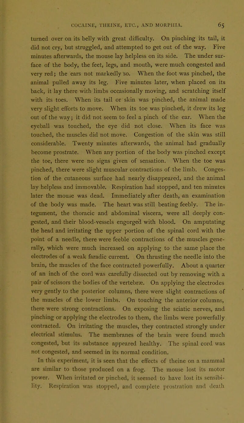 turned over on its belly with great difficulty. On pinching its tail, it did not cry, but struggled, and attempted to get out of the way. Five minutes afterwards, the mouse lay helpless on its side. The under sui-- face of the body, the feet, legs, and mouth, were much congested and very red; the ears not markedly so. When the foot was pinched, the animal pulled away its leg. Five minutes later, when placed on its back, it lay there with limbs occasionally moving, and scratching itself with its toes. When its tail or skin was pinched, the animal made very slight efforts to move. When its toe was pinched, it drew its leg out of the way; it did not seem to feel a pinch of the ear. When the eyeball was touched, the eye did not close. When its face was touched, the muscles did not move. Congestion of the skin was still considerable. Twenty minutes afterwards, the animal had gradually become prostrate. When any portion of the body was pinched except the toe, there were no signs given of sensation. When the toe was pinched, there were slight muscular contractions of the limb. Conges- tion of the cutaneous surface had nearly disappeared, and the animal lay helpless and immovable. Respiration had stopped, and ten minutes later the mouse was dead. Immediately after death, an examination of the body was made. The heart was still beating feebly. The in- tegument, the thoracic and abdominal viscera, were all deeply con- gested, and their blood-vessels engorged with blood. On amputating the head and irritating the upper portion of the spinal cord with the point of a needle, there were feeble contractions of the muscles gene- rally, which were much increased on applying to the same place the electrodes of a weak faradic current. On thrusting the needle into the brain, the muscles of the face contracted powerfully. About a quarter of an inch of the cord was carefully dissected out by removing with a pair of scissors the bodies of the vertebrae. On applying the electrodes very gently to the posterior columns, there were slight contractions of the muscles of the lower limbs. On touching the anterior columns, there were strong contractions. On exposing the sciatic nerves, and pinching or applying the electrodes to them, the limbs were powerfully contracted. On irritating the muscles, they contracted strongly under electrical stimulus. The membranes of the brain were found much congested, but its substance appeared healthy. The spinal cord was not congested, and seemed in its normal condition. In this experiment, it is seen that the effects of theine on a mammal are similar to those produced on a frog. The mouse lost its motor power. When irritated or pinched, it seemed to have lost its sensibi- lity. Respiration was stopped, and complete prostration and dcalli