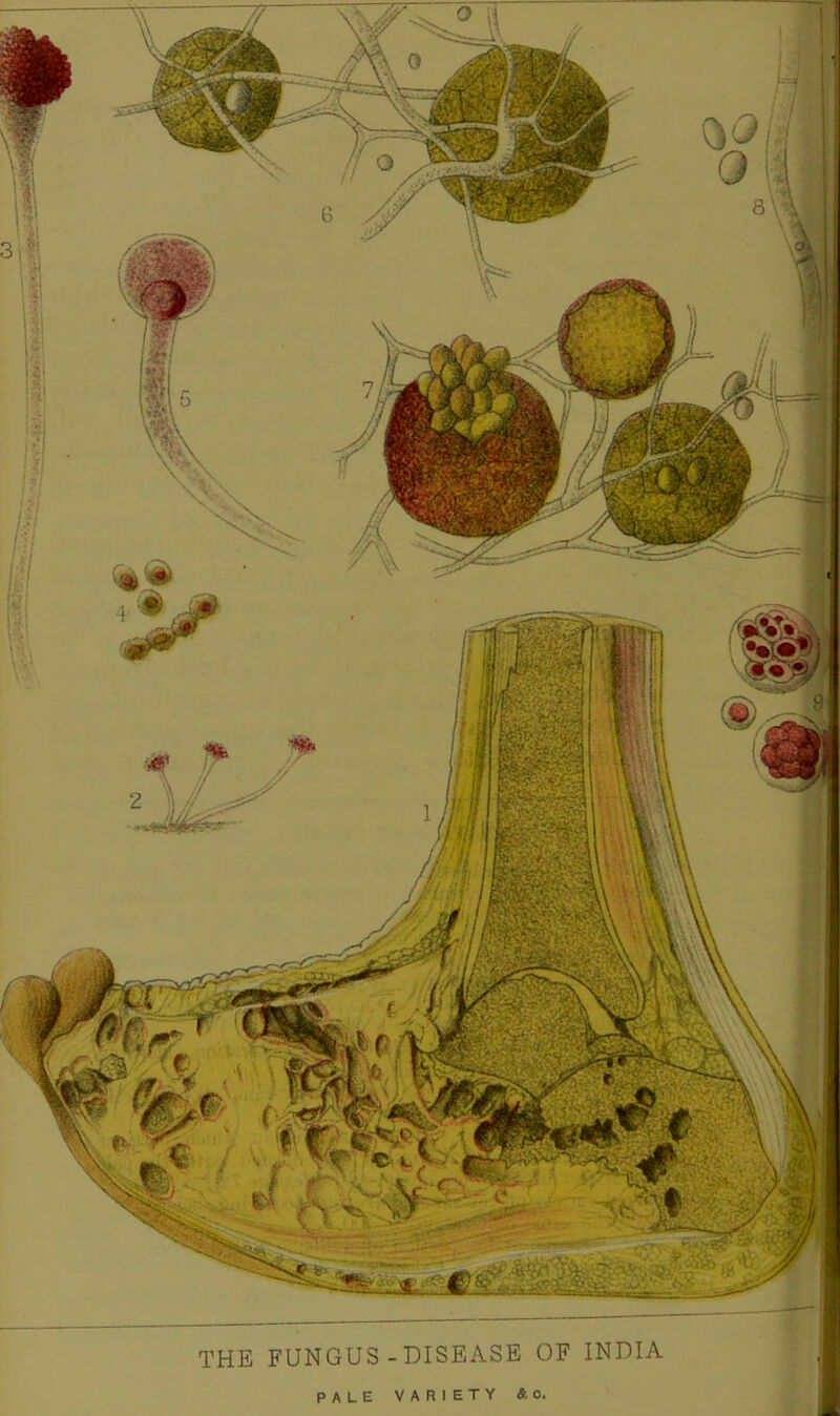 THE FUNGUS-DISEASE OF INDIA PALE VARIETY AO.