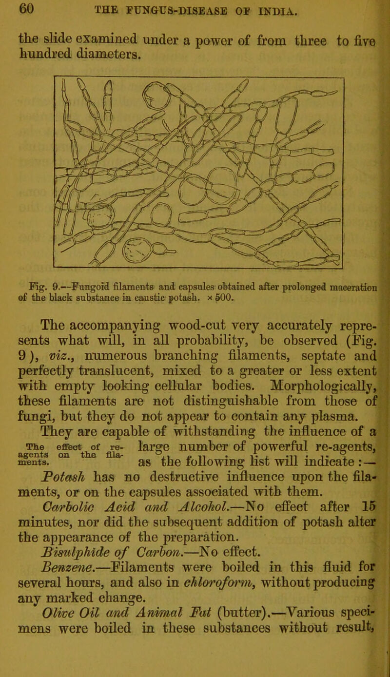 the slide examined under a power of from three to five hundred diameters. Kg. 9.—Fungoid filaments and capsules obtained after prolonged maceration i of the black substance in caustic potash, x 500. The accompanying wood-cut very accurately repre- ^ sents what wUl, in all probability, be observed (Fig. 9), viz.y nximerous branching filaments, septate andfi perfectly translucent, mixed to a greater or less extent | with empty looking cellular bodies. Morphologicallyj^,! these filaments are not distinguishable from those ofl fungi, but they do not appear to con^tain any plasma. I They are capable of withstanding the influence of The effect of re- large number of powerful re-aarents,^ agents on the fila- « n . t , •n • t ^ < ments. as the following list will indicate , Fotmh has no destructive influence upon the fila*i ments, or on the capsules associated with them. Carbolic Acid and Alcohol.—No effect after 15 minutes, nor did the subsequent addition of potash altef the appearance of the preparation. ^ Bisulphide of Carbon.—No effect. Benzene.—Eilaments were boiled in this fluid for several hours, and also in ehloroformi^ without producing any marked change. Olive Oil and Animal Fat (butter).—Various speci- mens were boiled in these substances without result,