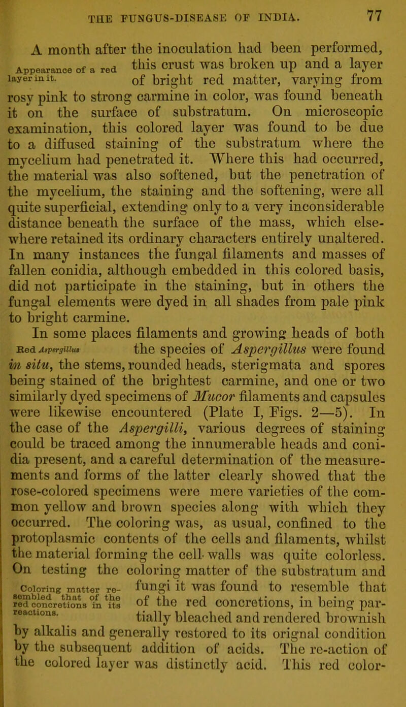 A montli after the inoculation had been performed, Appearance of a red ^^^^ crust was brokcn up and a layer layer m It. of bright red matter, varying from rosy pink to strong carmine in color, was found beneath it on the surface of substratum. On microscopic examination, this colored layer was found to be due to a diffused staining of the substratum where the mycelium had penetrated it. Where this had occurred, the material was also softened, but the penetration of the mycelium, the staining and the softening, were all quite superficial, extending only to a very inconsiderable distance beneath the surface of the mass, which else- where retained its ordinary characters entirely unaltered. In many instances the fungal filaments and masses of fallen conidia, although embedded in this colored basis, did not participate in the staining, but in others the fungal elements were dyed in all shades from pale pink to bright carmine. In some places filaments and growing heads of both Bed Aipergiuu, tho spccics of Aspergillus were found m situ, the stems, rounded heads, sterigmata and spores being stained of the brightest carmine, and one or two similarly dyed specimens of Mucor filaments and capsules were likewise encountered (Plate I, Figs. 2—5). In the case of the Aspergilli, various degrees of staining could be traced among the innumerable heads and coni- dia present, and a careful determination of the measure- ments and forms of the latter clearly showed that the rose-colored specimens were mere varieties of the com- mon yellow and brown species along with which they occurred. The coloring was, as usual, confined to the protoplasmic contents of the cells and filaments, whilst the material forming the celL walls was quite colorless. On testing the coloring matter of the substratum and Coloring matter re- fuugi it was fouud to rescmble that ?edconcrews°n ttl of tho red coucretious, in beinjr par- reactions. bjeaclied and rendered brownish by alkalis and generally restored to its orignal condition by the subsequent addition of acids. The re-action of the colored layer was distinctly acid. This red color-