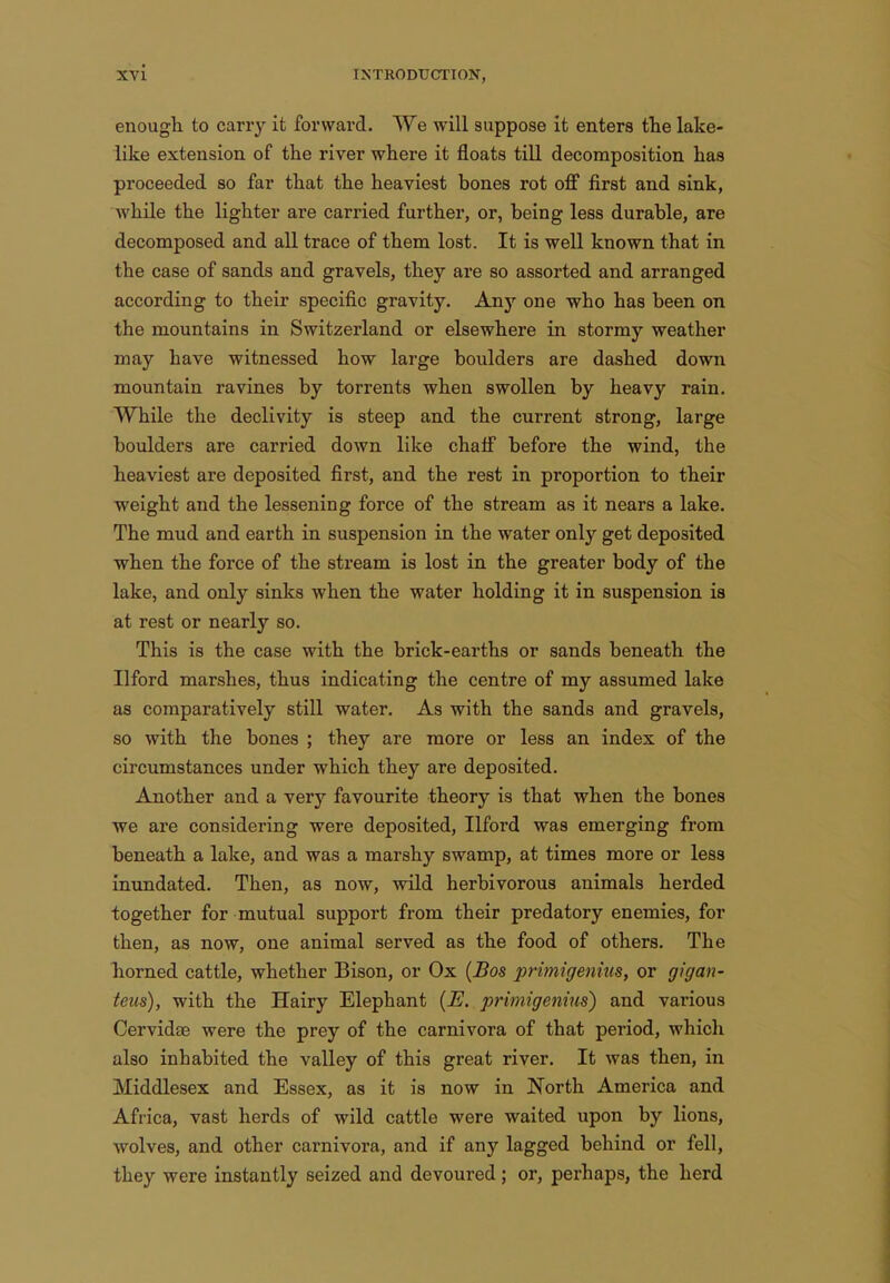 enough to carry it forward. We will suppose it enters the lake- like extension of the river where it floats till decomposition has proceeded so far that the heaviest bones rot off first and sink, while the lighter are carried further, or, being less durable, are decomposed and all trace of them lost. It is well known that in the case of sands and gravels, they are so assorted and arranged according to their specific gravity. Any one who has been on the mountains in Switzerland or elsewhere in stormy weather may have witnessed how large boulders are dashed down mountain ravines by torrents when swollen by heavy rain. While the declivity is steep and the current strong, large boulders are carried down like chaff before the wind, the heaviest are deposited first, and the rest in proportion to their weight and the lessening force of the stream as it nears a lake. The mud and earth in suspension in the water only get deposited ■when the force of the stream is lost in the greater body of the lake, and only sinks when the water holding it in suspension is at rest or nearly so. This is the case with the brick-earths or sands beneath the Ilford marshes, thus indicating the centre of my assumed lake as comparatively still water. As with the sands and gravels, so with the bones ; they are more or less an index of the circumstances under which they are deposited. Another and a very favourite theory is that when the bones we are considering were deposited, Ilfoi'd was emerging from beneath a lake, and was a marshy swamp, at times more or less inundated. Then, as now, wild herbivorous animals herded together for mutual support from their predatory enemies, for then, as now, one animal served as the food of others. The horned cattle, whether Bison, or Ox {Bos primigenius, or gigan- teiis), with the Hairy Elephant (E. primigenius) and various Cervidse were the prey of the carnivora of that period, which also inhabited the valley of this great river. It was then, in Middlesex and Essex, as it is now in North America and Africa, vast herds of wild cattle were waited upon by lions, wolves, and other carnivora, and if any lagged behind or fell, they were instantly seized and devoured; or, perhaps, the herd