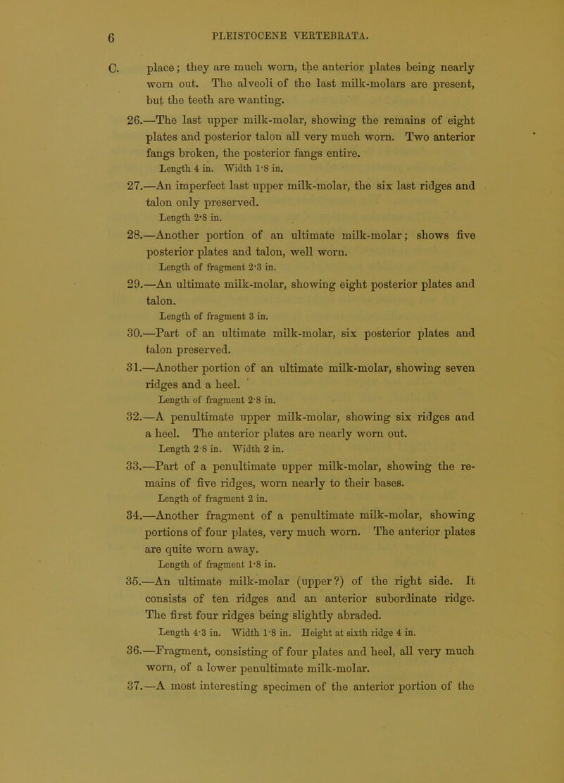 0. place; they are much worn, the anterior plates being nearly worn out. The alveoli of the last milk-molars are present, but the teeth are wanting. 26. —The last upper milk-molar, showing the remains of eight plates and posterior talon all very much worn. Two anterior fangs broken, the posterior fangs entire. Length 4 in. Width 1-8 in. 27. —^An imperfect last upper milk-molar, the six last ridges and talon only preserved. Length 2*8 in. 28. —Another portion of an ultimate milk-molar; shows five posterior plates and talon, well worn. Length of fragment 2'3 in. 29. —An ultimate milk-molar, showing eight posterior plates and talon. Length of fragment 3 in. 30. —Part of an ultimate milk-molar, six posterior plates and talon preserved. 31. —Another portion of an ultimate milk-molar, showing seven ridges and a heel. Length of fragment 2'8 in. 32. —A penultimate upper milk-molar, showing six ridges and a heel. The anterior plates are nearly worn out. Length 2 8 in. Width 2 in. 33. —Part of a penultimate upper milk-molar, showing the re- mains of five ridges, worn nearly to their bases. Length of fragment 2 in. 34. —Another fragment of a penultimate milk-molar, showing portions of four plates, very much worn. The anterior plates are quite worn away. Length of fragment 1'8 in. 35. —An ultimate milk-molar (upper?) of the right side. It consists of ten ridges and an anterior subordinate ridge. The first four ridges being slightly abraded. Length 4-3 in. Width 1-8 in. Height at sixth ridge 4 in. 36. —Fragment, consisting of four plates and heel, all very much worn, of a lower penultimate milk-molar. 37. —A most interesting specimen of the anterior portion of the