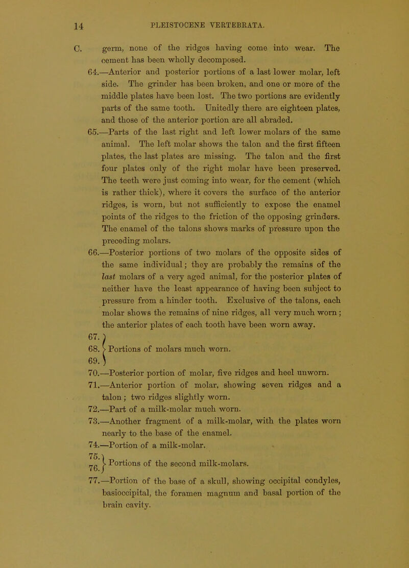 C. germ, none of the ridges liaving come into wear. The cement has been wholly decomposed. 64. —Anterior and posterior portions of a last lower molar, left side. The grinder has been broken, and one or more of the middle plates have been lost. The two portions are evidently parts of the same tooth. Unitedly there are eighteen plates, and those of the anterior portion are all abraded. 65. —Parts of the last right and left lower molars of the same animal. The left molar shows the talon and the first fifteen plates, the last plates are missing. The talon and the first four plates only of the right molar have been preserved. The teeth were just coming into wear, for the cement (which is rather thick), where it covers the surface of the anterior ridges, is worn, but not sufBciently to expose the enamel points of the ridges to the friction of the opposing grinders. The enamel of the talons shows marks of pressure upon the preceding molars. 66. —Posterior portions of two molars of the opposite sides of the same individual; they ai'e probably the remains of the last molars of a very aged animal, for the posterior plates of neither have the least appearance of having been subject to pressure from a hinder tooth. Exclusive of the talons, each molar shows the remains of nine ridges, all very much worn; the anterior plates of each tooth have been worn away. 67. ^ 68. > Portions of molars much worn. 69. ) 70. —Posterior portion of molar, five ridges and heel unworn. 71. —Anterior portion of molar, showing seven ridges and a talon ; two ridges slightly worn. 72. —Part of a milk-molar much worn. 73. —Another fragment of a milk-molar, with the plates worn nearly to the base of the enamel. 74. —Portion of a milk-molar. 75. ) ^ . V Portions of the second milk-molars. 77.—Portion of the base of a skull, showing occipital condyles, basioccipital, the foramen magnum and basal portion of the brain cavity.