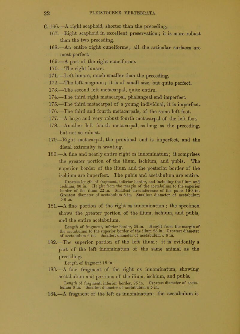 C. 166.—A right scaphoid, shorter than the preceding, 167. —Eight scaphoid in excellent preservation; it is more robust than the two preceding. 168. —An entire right cuneiforme; all the articular surfaces are most perfect. 169. —A part of the right cuneiforme. 170. —The right lunare. 171. —Left lunare, much smaller than the preceding. 172. —^The left magnum; it is of small size, but quite perfect. 173. —The second left metacarpal, quite entire. 174. —The third right metacarpal, phalangeal end imperfect. 175. —The third metacarpal of a young individual, it is imperfect. 176. —The third and fourth metacarpals, of the same left foot. 177. —A laxge and very robust fourth metacarpal of the left foot. 178. —Another left fourth metacarpal, as long as the preceding, but not so robust. 179—Eight metacarpal, the proximal end is imperfect, and the distal extremity is wanting. 180. —A fine and nearly entire right os innominatum; it comprises the greater portion of the ilium, ischium, and pubis. The superior border of the ilium and the posterior border of the ischium are imperfect. The pubis and acetabulum are entire. Greatest length of fragment, inferior border, and including the ilium and ischium, 30 in. Height from the margin of the acetabulum to the superior border of the ilium 22 in. Smallest circumference of the pubis 10'3 in. Greatest diameter of acetabulum 6 in. Smallest diameter of acetabulum 5-6 in. 181. —A fine portion of the right os innominatum; the specimen shows the greater portion of the ilium, ischium, and pubis, and the entire acetabulum. Length of fragment, inferior border, 25 in. Height from the margin of the acetabulum to the superior border of the ilium 23 in. Greatest diameter of acetabulum 6 in. Smallest diameter of acetabulum 56 in. 182. —The superior portion of the left ilium; it is evidently a part of the left innominatum of the same animal as the preceding. Length of fragment 18 in. 183. —A fine fragment of the right os innominatum, showing acetabulum and portions of the ilium, ischium, and pubis. Length of fragment, inferior border, 25 in. Greatest diameter of aceta- bulum 6 in. Smallest diameter of acetabulum 6-5 in. 184—A fragment of the left os innominatum; the acetabulum is