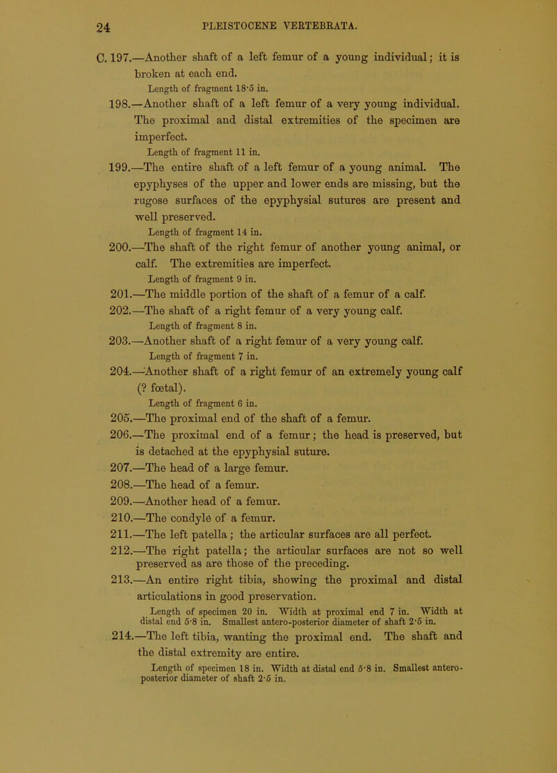 C. 197.—Another shaft of a left femur of a young individual; it is broken at each end. Length of fragment 18'5 in, 198. —Another shaft of a left femur of a very young individual. The proximal and distal extremities of the specimen are imperfect. Length of fragment 11 in. 199. —The entire shaft of a left femur of a young animal. The epyphyses of the upper and lower ends are missing, but the rugose surfaces of the epyphysial sutures are present and well preserved. Length of fragment 14 in. 200. —The shaft of the right femur of another young animal, or calf. The extremities are imperfect. Length of fragment 9 in. 201. —The middle portion of the shaft of a femur of a calf. 202. —The shaft of a right femur of a very young calf. Length of fragment 8 in. 203. —Another shaft of a right femur of a very young calf. Length of fragment 7 in. 204. —^Another shaft of a right femur of an extremely young calf (? foetal). Length of fragment 6 in. 205. —The proximal end of the shaft of a femur. 206. —The proximal end of a femur; the head is preserved, but is detached at the epyphysial suture. 207. —The head of a large femur. 208. —The head of a femur. 209. —Another head of a femur. 210. —The condyle of a femur. 211. —The left patella ; the articular surfaces are all perfect. 212. —The right patella; the articular surfaces are not so well preserved as are those of the preceding. 213. —An entire right tibia, showing the proximal and distal articulations in good preservation. Length of specimen 20 in. Width at proximal end 7 in. Width at distal end 5-8 in. Smallest antero-posterior diameter of shaft 2-6 in. 214. —The left tibia, wanting the proximal end. The shaft and the distal extremity are entire. Length of specimen 18 in. Width at distal end 6-8 in. Smallest antero- posterior diameter of shaft 2-6 in.