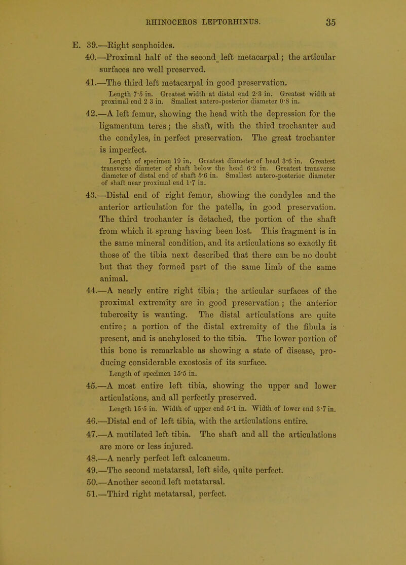 39. —Eight scaphoides. 40. —Proximal half of the second_ left metacarpal; the articular surfaces are well preserved. 41. —The third left metacarpal in good preservation. Length 7'5 in. Greatest width at distal end 2-3 in. Greatest width at proximal end 2 3 in. Smallest antero-posterior diameter 08 in. 42. —A left femur, showing the head with the depression for the ligamentum teres : the shaft, with the third trochanter aud the condyles, in perfect preservation. The great trochanter is imperfect. Length of specimen 19 in. Greatest diameter of head 3'6 in. Greatest transverse diameter of shaft below the head 6-2 in. Greatest transverse diameter of distal end of shaft 5'6 in. Smallest antero-posterior diameter of shaft near proximal end 1-7 in. 43. —^Distal end of right femur, showing the condyles and the anterior articulation for the patella, in good preservation. The third trochanter is detached, the portion of the shaft from which it sprung having been lost. This fragment is in the same mineral condition, and its articulations so exactly fit those of the tibia next described that there can be no doubt but that they formed part of the same limb of the same animal. 44. —A nearly entire right tibia; the articular surfaces of the proximal extremity are in good preservation; the anterior tuberosity is wanting. The distal articulations are quite entire; a portion of the distal extremity of the fibula is present, and is anchylosed to the tibia. The lower portion of this bone is remarkable as showing a state of disease, pro- ducing considerable exostosis of its surface. Length of specimen 16'6 in. 45. —A most entire left tibia, showing the upper and lower articulations, and all perfectly preserved. Length 16-6 in. Width of upper end 6'I in. Width of lower end 3 7 in. 46. —Distal end of left tibia, with the articulations entire. 47. —A mutilated left tibia. The shaft and all the articulations are more or less injured. 48. —A nearly perfect left calcaneura. 49. —The second metatarsal, left side, quite perfect. 60.—Another second left metatarsal. 51.—Third right metatarsal, perfect.