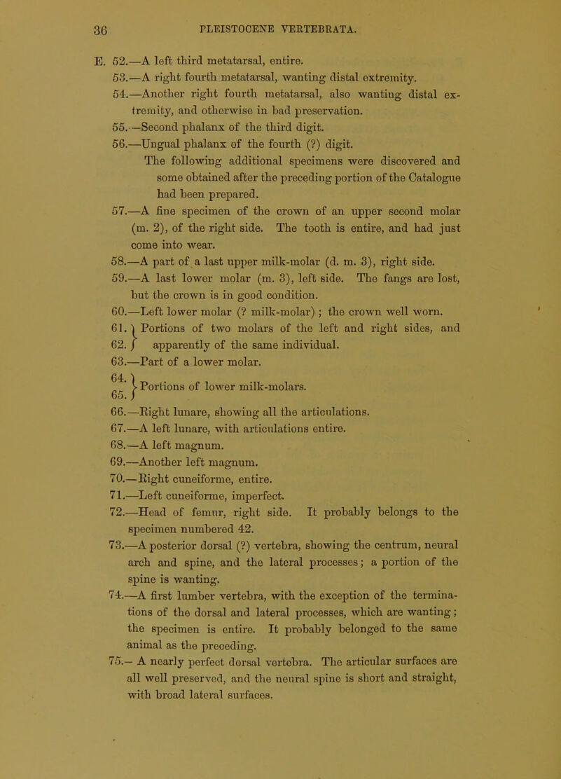 E. 52.—A left third metatarsal, entire. 53. —A right fourth metatarsal, wanting distal extremity. 54. —Another right fourth metatarsal, also wanting distal ex- 55. —Second phalanx of the third digit. 56. —Ungual phalanx of the fourth (?) digit. The following additional specimens were discovered and some obtained after the preceding portion of the Catalogue had been prepared. 57. —A fine specimen of the crown of an upper second molar (m. 2), of the right side. The tooth is entire, and had just come into wear. 68.—A part of a last upper milk-molar (d. m. 3), right side. 59. —A last lower molar (m. 3), left side. The fangs are lost, but the crown is in good condition. 60. —Left lower molar (? milk-molar); the crown well worn. 61,1 Portions of two molars of the left and right sides, and 62. J apparently of the same individual. 63. —Part of a lower molar. 66. —Right lunare, showing all the articulations. 67. —A left lunare, with articulations entire. 68. —A left magnum. 69. —Another left magnum. 70. —Eight cuneiforme, entire. 71. —Left cuneiforme, imperfect. 72. —Head of femur, right side. It probably belongs to the specimen numbered 42. 73. —A posterior dorsal (?) vertebra, showing the centrum, neural arch and spine, and the lateral processes; a portion of the spine is wanting. 74. —A first lumber vertebra, with the exception of the termina- tions of the dorsal and lateral processes, which are wanting; the specimen is entire. It probably belonged to the same animal as the preceding. 75. — A nearly perfect dorsal vertebra. The articular surfaces are all well preserved, and the neural spine is short and straight, with broad lateral surfaces. treraity, and otherwise in bad preservation. Portions of lower milk-molars.