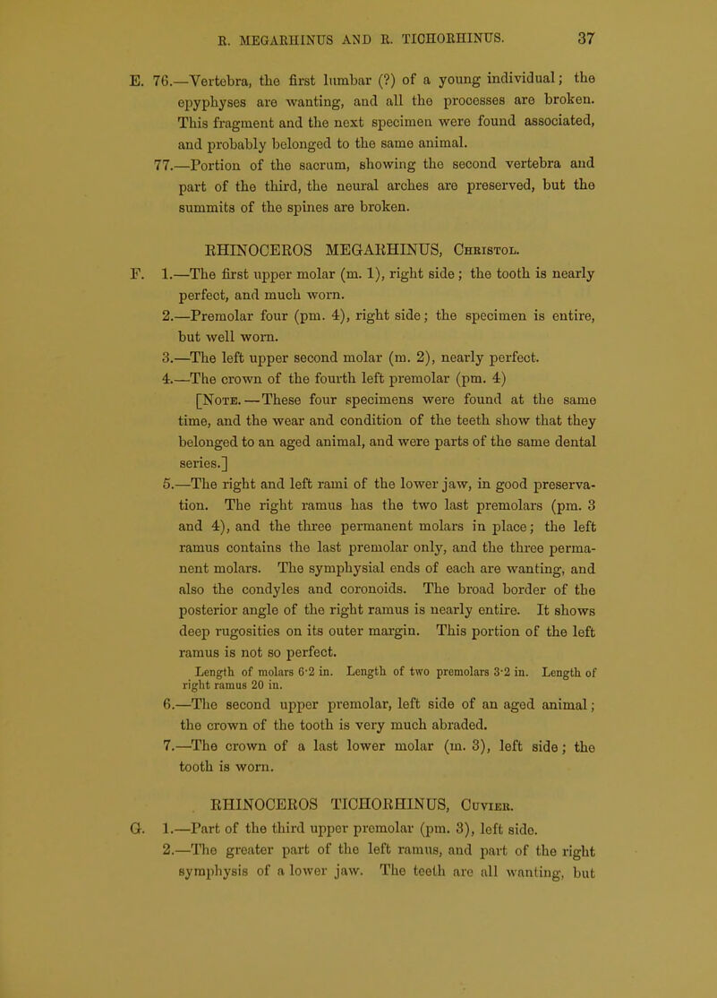 E. 76.—Vertebra, the first Itimbar (?) of a young individual; the epyphyses are wanting, and all the processes are broken. This fragment and the next specimen were found associated, and probably belonged to the same animal. 77.—Portion of the sacrum, showing the second vertebra and part of the third, the neui-al arches are preserved, but the summits of the spines are broken. EHINOCEROS MEGARHINUS, Cheistol. F. 1.—The first iTpper molar (m. 1), right side ; the tooth is nearly perfect, and much worn. 2. —Premolar four (pm. 4), right side; the specimen is entire, but well worn. 3. —^The left upper second molar (m. 2), nearly perfect. 4. —The crown of the fourth left premolar (pm. 4) [Note.—These four specimens were found at the same time, and the wear and condition of the teeth show that they belonged to an aged animal, and were parts of the same dental series.] 5. —The right and left rami of the lower jaw, in good preserva- tion. The right ramus has the two last premolars (pm. 3 and 4), and the three permanent molars in place; the left ramus contains the last premolar only, and the three perma- nent molars. The symphysial ends of each are wanting, and also the condyles and coronoids. The broad border of the posterior angle of the right ramus is nearly entire. It shows deep rugosities on its outer margin. This portion of the left ramus is not so perfect. Length of molars 6-2 in. Lengtli of two premolars 3-2 in. Length of right ramus 20 in. 6. —The second upper premolar, left side of an aged animal; the crown of the tooth is very much abraded. 7. —The crown of a last lower molar (m. 3), left side; the tooth is worn. RHINOCEROS TIOHORHINUS, Cuviek. G. 1.—Part of the third upper premolar (pm. 3), left side. 2.—The greater part of the left ramus, and part of the right symphysis of a lower jaw. The teeth are all wanting, but