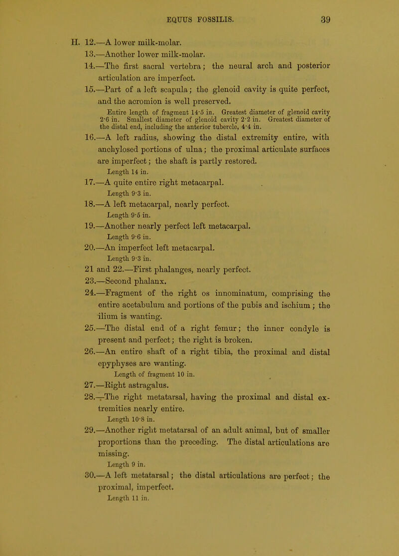 H. 12.—A lower milk-molar. 13. —Another lower milk-molar. 14. —The first sacral vertebra; the neural arch and posterior articulation are imperfect. 15. —Part of a left scapula; the glenoid cavity is quite perfect, and the acromion is well preserved. Entire length of fragment 14-5 in. Greatest diameter of glenoid cavity 2-6 in. Smallest diameter of glenoid cavity 2-2 in. Greatest diameter of the distal end, including the anterior tubercle, 4*4 in. 16. —A left radius, showing the distal extremity entire, with anchylosed portions of ulna; the proximal articulate surfaces are imj)erfect; the shaft is partly restored. Length 14 in. 17. —A quite entire right metacarpal. Length 9-3 in. 18. —A left metacarpal, nearly perfect. Length 9-6 in. 19. —Another nearly perfect left metacarpal. Length 9-6 in. 20. —An imperfect left metacarpal. Length 9-3 in. 21 and 22.—First phalanges, nearly perfect. 23. —Second phalanx. 24. —Fragment of the right os innominatum, comprising the entire acetabulum and portions of the pubis and ischium ; the ilium is wanting. 25. —The distal end of a right femur; the inner condyle is present and perfect; the right is broken. 26. —An entire shaft of a right tibia, the proximal and distal epyphyses are wanting. Length of fragment 10 in. 27. —Right astragalus. 28. —The right metatarsal, having the proximal and distal ex- tremities nearly entii-e. Length 10-8 in. 29. —Another right metatarsal of an adult animal, but of smaller proportions than the preceding. The distal articulations are missing. Length 9 in. 30. —A left metatarsal; the distal articulations are perfect; the proximal, imperfect. Length 11 in.