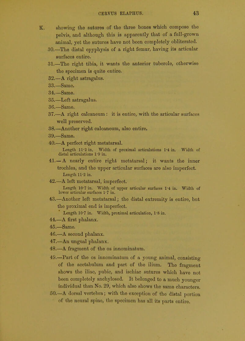 showing the sutures of the three bones which compose the pelvis, and although this is apparently that of a full-grown animal, yet the sutures have not been completely obliterated. 30. —^The distal epyphysis of a right femur, having its articular surfaces entire. 31. —The right tibia, it wants the anterior tubercle, otherwise the specimen is quite entire. 32. —A right astragalus. 33. —Same. 34. —Same. 35. —Left astragalus. 36. —Same. 37. —right calcaneum : it is entire, with the articular surfaces well preserved. 38. —Another right calcaneum, also entire. 39. —Same. 40. —A perfect right metatarsal. Length Il'2iii. Width of proximal articulations 1*4 in. Width of distal articulations 1*9 in. 41. — A nearly entire right metatarsal; it wants the inner trochlea, and the upper articular surfaces are also imperfect. Length 11'2 in. 42. —A left metatarsal, imperfect. Length 10-7 in. Width of upper articular surfaces 1-4 in. Width of lower articular surfaces 1-7 in. 43. —Another left metatarsal; the distal extremity is entire, but the proximal end is imperfect. Length 10-7 in. Width, proximal articulation, 1-8 in. 44. —A first phalanx. 46.—Same. 46. —A second phalanx. 47. —An ungual phalanx. 48. —A fragment of the os innominatum. 49. —Part of the os innominatum of a young animal, consisting of the acetabulum and part of the ilium. The fragment shows the iliac, pubic, and ischiac sutures which have not been completely anchylosed. It belonged to a much younger individual than No. 29, which also shows the same characters. 50. —A dorsal vertebra; with the exception of the distal portion of the neural spine, the specimen has all its parts entire.