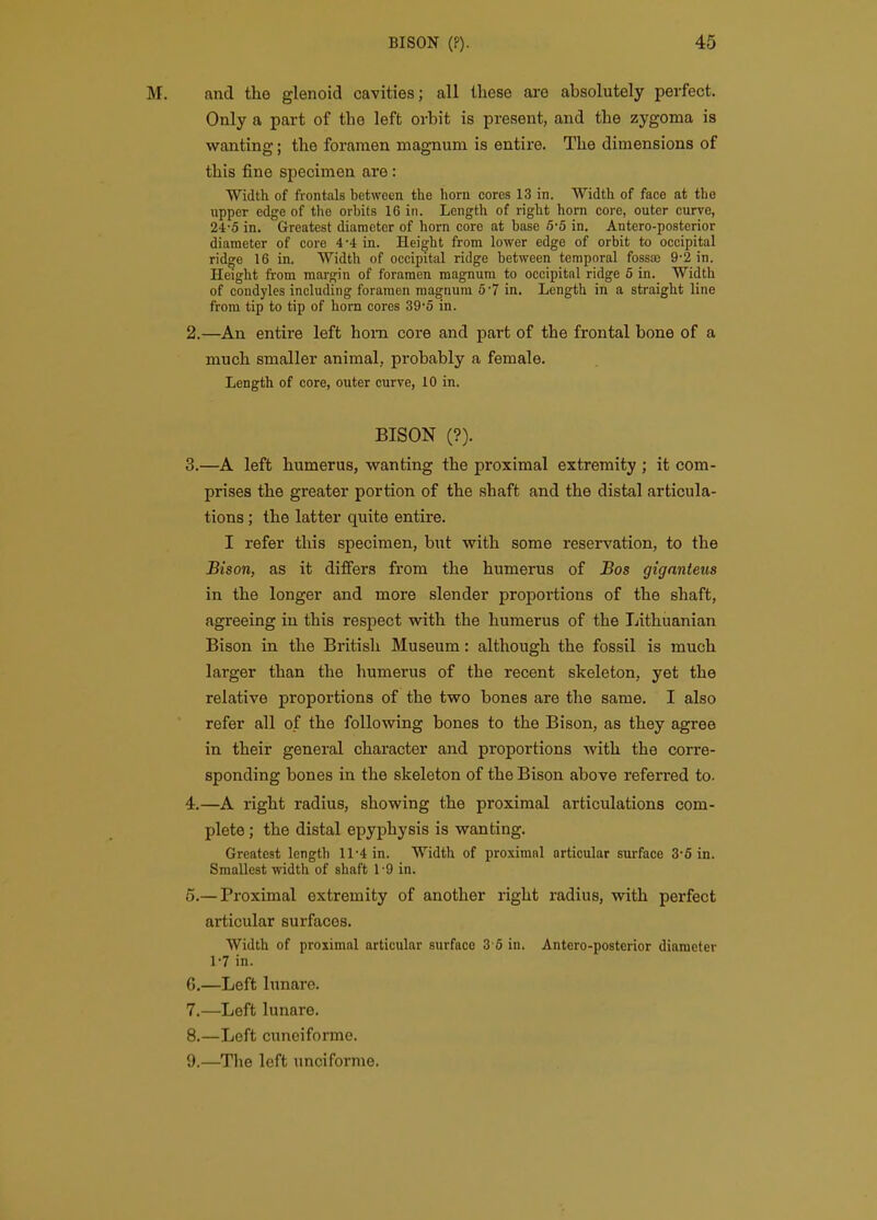 and the glenoid cavities; all these are absolutely perfect. Only a part of the left orbit is present, and the zygoma is wanting; the foramen magnum is entire. The dimensions of Of o this fine specimen are : Width of frontals between the horu cores 13 in. Width of face at the upper edge of tlie orbits 16 in. Length of right horn core, outer curve, 24-5 in. Greatest diameter of horn core at base 6*5 in. Antero-posterior diameter of core 4*4 in. Height from lower edge of orbit to occipital ridge 16 in. Width of occipital ridge between temporal fossae 9-2 in. Height from margin of foramen magnum to occipital ridge 5 in. Width of condyles including foramen magnum 6 '7 in. Length in a straight line from tip to tip of horn cores 39'5 in. 2. —An entire left horn core and part of the frontal bone of a much smaller animal, probably a female. Length of core, outer curve, 10 in. BISON (?). 3. —A left humerus, wanting the proximal extremity ; it com- prises the greater portion of the shaft and the distal articula- tions ; the latter quite entire. I refer this specimen, but with some reservation, to the Bison, as it differs from the humerus of Bos gignnteus in the longer and more slender proportions of the shaft, agreeing in this respect with the humerus of the Lithuanian Bison in the British Museum: although the fossil is much larger than the humerus of the recent skeleton, yet the relative proportions of the two bones are the same. I also refer all of the following bones to the Bison, as they agree in their general character and proportions with the corre- sponding bones in the skeleton of the Bison above referred to. 4. —A right radius, showing the proximal articulations com- plete ; the distal epyphysis is wanting. Greatest length 11-4 in. Width of proximal articular surface 3-6 in. Smallest width of shaft 1-9 in. 5. — Proximal extremity of another right radius, with perfect articular surfaces. Width of proximal articular surface 3 6 in. Antero-posterior diameter 1-7 in. 6. —Left lunare. 7. —Left lunare. 8. —Left cuneiforme. 9. —Tlie left unciforme.