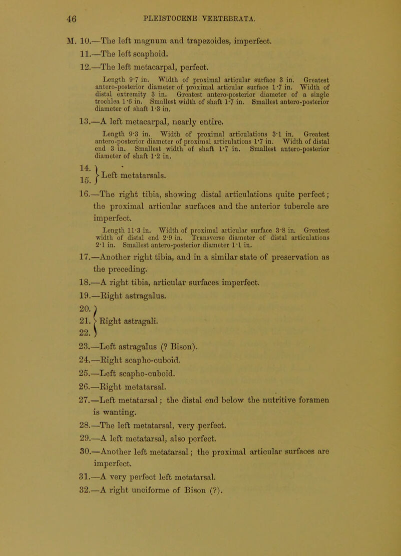 M. 10.—The left magnum and trapezoides, imperfect. 11. —The left scaphoid. 12. —The left metacarpal, perfect. Length 9'7 in. Width of proximal articular surface 3 in. Greatest antero-posterior diameter of proximal articular surface l'7in. Width of distal extremity 3 in. Greatest antero-posterior diameter of a single trochlea 1-6 in. Smallest width of shaft 1'7 in. Smallest antero-postenor diameter of shaft 1'3 in. 13. —A left metacarpal, nearly entire. Length 93 in. Width of proximal articulations 3-1 in. Greatest antero-posterior diameter of proximal articulations 1*7 in. Width of distal end 3 in. Smallest width of shaft V7 in. Smallest antero-posterior diameter of shaft 1-2 in. 16. —The right tibia, showing distal articulations quite perfect; the proximal articular surfaces and the anterior tubercle are imperfect. Length 11 3 in. Width of proximal articular surface 3 8 in. Greatest width of distal end 2'9 in. Transverse diameter of distal articulations 2-1 in. Smallest antero-posterior diameter I'l in. 17. —Another right tibia, and in a similar state of preservation as the preceding. 18. —A right tibia, articular surfaces imperfect. 19. —Right astragalus. 23. —Left astragalus (? Bison). 24. —Right scapho-cuboid. 25. —Left scapho-cuboid. 26. —Right metatarsal. 27. —Left metatarsal; the distal end below the nutritive foramen is wanting. 28. —^The left metatarsal, very perfect. 29. —A left metatarsal, also perfect. 30. —Another left metatarsal; the proximal articular surfaces are imperfect. 31. —A very perfect left metatarsal. 32. —A right unciforme of Bison (?). Left metatarsals. 21. > Right astragali.