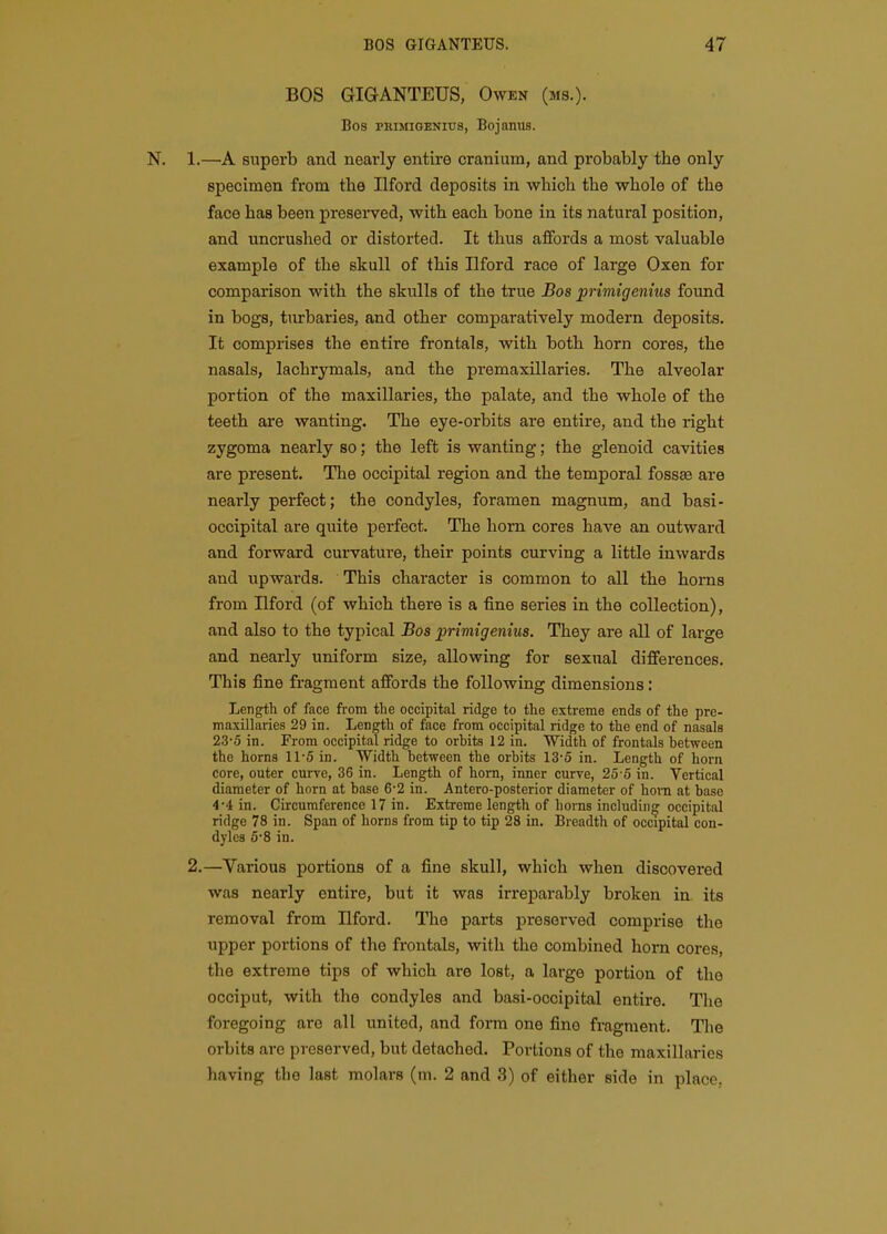 BOS GIGANTEUS, Owen (ms.). Bos pRiMiGENius, Bojanus. N. 1.—A superb and nearly entire cranium, and probably the only specimen from the Ilford deposits in which the whole of the face has been presei'ved, with each bone in its natural position, and uncrushed or distorted. It thus affords a most valuable example of the skull of this Ilford race of large Oxen for comparison with the skulls of the true Bos primigenius found in bogs, turbaries, and other comparatively modern deposits. It comprises the entire frontals, with both horn cores, the nasals, lachrymals, and the premaxillaries. The alveolar portion of the maxillaries, the palate, and the whole of the teeth are wanting. The eye-orbits are entire, and the right zygoma nearly so; the left is wanting; the glenoid cavities are present. The occipital region and the temporal fossse are nearly perfect; the condyles, foramen magnum, and basi- occipital are quite perfect. The horn cores have an outward and forward curvature, their points curving a little inwards and upwards. This character is common to all the horns from Ilford (of which there is a fine series in the collection), and also to the typical Bos jprimigenius. They are all of large and nearly uniform size, allowing for sexual differences. This fine fragment affords the following dimensions: Length of face from the occipital ridge to the extreme ends of the pre- maxillaries 29 in. Length of face from occipital ridge to the end of nasals 23-5 in. From occipital ridge to orhits 12 in. Width of frontals between the horns 11-5 in. Width between the orbits 13-5 in. Length of horn core, outer curve, 36 in. Length of horn, inner curve, 25-5 in. Vertical diameter of horn at base 6'2 in. Antero-posterior diameter of horn at base 4-4 in. Circumference 17 in. Extreme length of horns including occipital ridge 78 in. Span of horns from tip to tip 28 in. Breadth of occipital con- dyles 6*8 in. 2.—Various portions of a fine skull, which when discovered was nearly entire, but it was irreparably broken in its removal from Ilford. The parts presei'ved comprise the upper portions of the frontals, with the combined horn cores, the extreme tips of which are lost, a large portion of the occiput, with the condyles and basi-occipital entire. The foregoing are all united, and form one fine fragment. The orbits are preserved, but detached. Portions of the maxillaries having the last molars (m. 2 and 3) of either side in place.