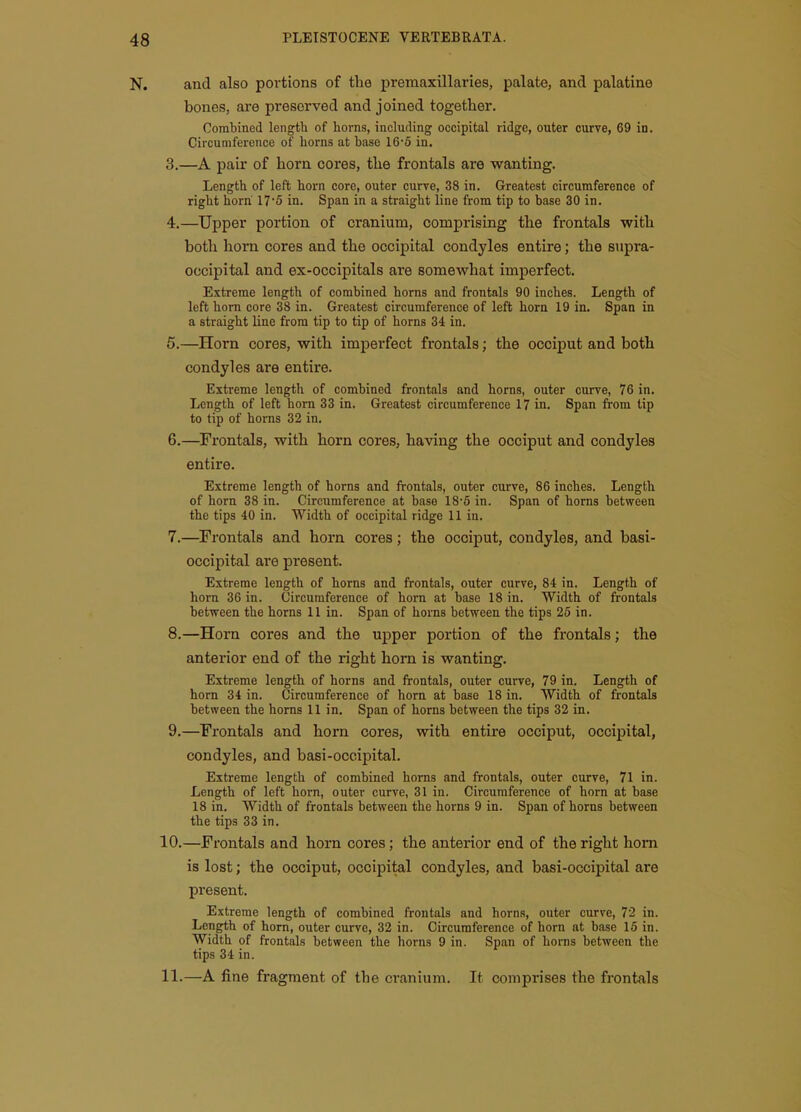 and also poi'tions of the premaxillaries, palate, and palatine bones, are preserved and joined together. Combined length of horns, including occipital ridge, outer curve, 69 in. Circumference of horns at base 16-5 in. 3. —A pair of horn cores, the frontals are wanting. Length of left horn core, outer curve, 38 in. Greatest circumference of right horn 17*5 in. Span in a straight line from tip to base 30 in. 4. —Upper portion of cranium, comprising the frontals with both horn cores and the occipital condyles entire; the supra- occipital and ex-occipitals are somewhat imperfect. Extreme length of combined horns and frontals 90 inches. Length of left horn core 38 in. Greatest circumference of left horn 19 in. Span in a straight line from tip to tip of horns 34 in. 5. —Horn cores, with imperfect frontals; the occiput and both condyles are entire. Extreme length of combined frontals and horns, outer curve, 76 in. Length of left horn 33 in. Greatest circumference 17 in. Span from tip to tip of horns 32 in. 6. —Frontals, with horn cores, having the occiput and condyles entire. Extreme length of horns and frontals, outer curve, 86 inches. Length of horn 38 in. Circumference at base 18*5 in. Span of horns between the tips 40 in. Width of occipital ridge 11 in. 7. —Frontals and horn cores; the occiput, condyles, and basi- occipital are present. Extreme length of horns and frontals, outer curve, 84 in. Length of horn 36 in. Circumference of horn at base 18 in. Width of frontals between the horns 11 in. Span of horns between the tips 25 in. 8. —Horn cores and the upper portion of the frontals; the anterior end of the right horn is wanting. Extreme length of horns and frontals, outer curve, 79 in. Length of horn 34 in. Circumference of horn at base 18 in. Width of frontals between the horns 11 in. Span of horns between the tips 32 in. 9. —Frontals and horn cores, with entire occiput, occipital, condyles, and basi-occipital. Extreme length of combined horns and frontals, outer curve, 71 in. Length of left horn, outer curve, 31 in. Circumference of horn at base 18 in. Width of frontals between the horns 9 in. Span of horns between the tips 33 in. 10. —Frontals and horn cores; the anterior end of the right horn is lost; the occiput, occipital condyles, and basi-occipital are present. Extreme length of combined frontals and horns, outer curve, 72 in. Length of horn, outer curve, 32 in. Circumference of horn at base 15 in. Width of frontals between the horns 9 in. Span of horns between the tips 34 in. 11. —A fine fragment of the cranium. It comprises the frontals