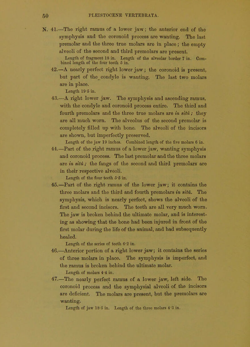 N. 41.—The right ramus of a lower jaw; the anterior end of the symphysis and the coronoid process are wanting. The last premolar and the three true molars are in place; the empty alveoli of the second and third premolars are present. Length of fragment 18 in. Length of the alveolar border 7 in. Com- bined length of the four teeth 5 in. 42. —A nearly perfect right lower jaw; the coronoid is present, but part of the_ condyle is wanting. The last two molars are in place. Length 19 5 in. 43. —A right lower jaw. The symphysis and ascending ramus, with the condyle and coronoid process entire. The third and fourth premolars and the three true molars are in sitH; they are all much worn. The alveolus of the second premolar is completely filled up with bone. The alveoli of the incisors are shown, but imperfectly preserved. Length of the jaw 19 inches. Combined length of the five molars 6 in. 44. —Part of the right ramus of a lower jaw, wanting symphysis and coronoid process. The last premolar and the three molars are in sitH ; the fangs of the second and third premolars are in their respective alveoli. Length of the four teeth 5-6 in. 45. —Part of the right ramus of the lower jaw; it contains the three molars and the third and fourth premolars in sitH. The symphysis, which is nearly perfect, shows the alveoli of the first and second incisors. The teeth are all very much worn. The jaw is broken behind the ultimate molar, and is interest- ing as showing that the bone had been injured in front of the first molar during the life of the animal, and had subsequently healed. Length of the series of teeth 6*2 in. 46. —^Anterior portion of a right lower jaw; it contains the series of three molars in place. The symphysis is imperfect, and the ramus is broken behind the ultimate molar. Length of molars 4-4 in. 47. —The nearly perfect ramus of a lower jaw, left side. The coronoid process and the symphysial alveoli of the incisors are deficient. The molars are present, but the premolars are wanting. Length of jaw 18-5 in. Length of the three molars 43 in.