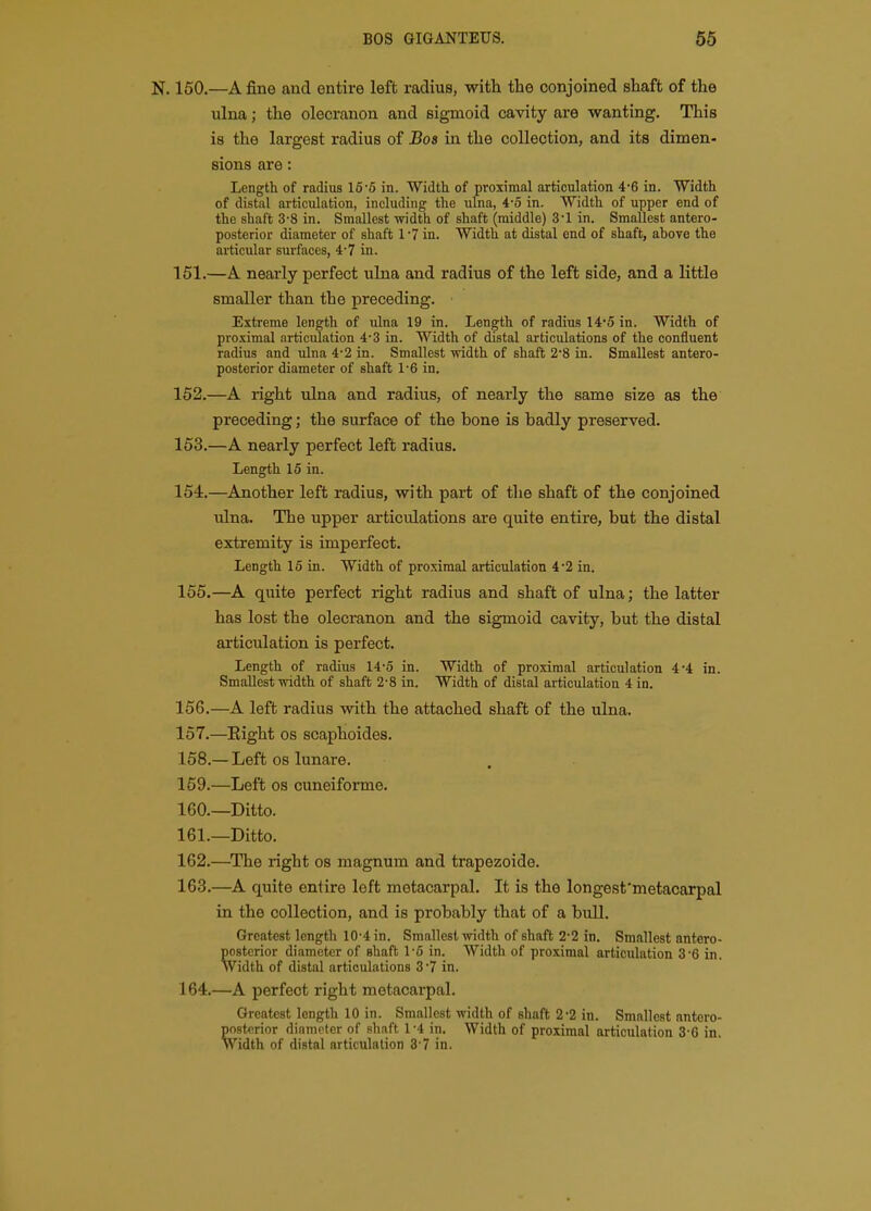 N. 150.—A fine and entire left radius, with the conjoined shaft of the ulna; the olecranon and sigmoid cavity are wanting. This is the largest radius of Bos in the collection, and its dimen- sions are: Length of radius 16 5 in. Width of proximal articulation 4'6 in. Width of distal articulation, including the ulna, 4-o in. Width of upper end of the shaft 3-8 in. Smallest width of shaft (middle) 3-1 in. Smallest antero- posterior diameter of shaft 17 in. Width at distal end of shaft, above the articular surfaces, 4-7 in. 151. —A nearly perfect ulna and radius of the left side, and a little smaller than the preceding. Extreme length of ulna 19 in. Length of radius 14'5 in. Width of proximal articulation 4-3 in. Width of distal articulations of the confluent radius and ulna 4-2 in. Smallest width of shaft 2*8 in. Smallest antero- posterior diameter of shaft 1'6 in. 152. —A right ulna and radius, of neai-ly the same size as the preceding; the surface of the bone is badly preserved. 163.—A nearly perfect left radius. Length 15 in. 154.—Another left radius, with part of the shaft of the conjoined ulna. The upper articulations are quite entire, but the distal extremity is imperfect. Length 16 in. Width of proximal articulation 4'2 in. 156.—A quite perfect right radius and shaft of ulna; the latter has lost the olecranon and the sigmoid cavity, but the distal articulation is perfect. Length of radius 14-6 in. Width of proximal articulation 4*4 in. Smallest width of shaft 2-8 in. Width of distal articulation 4 in. 156. —A left radius with the attached shaft of the ulna. 157. —Eight OS scaphoides. 158. — Left 08 lunare. 159. —Left OS cuneiforme. 160. —Ditto. 161. —Ditto. 162. —^The right os magnum and trapezoide. 163. —A quite entire left metacarpal. It is the longest'metacarpal in the collection, and is probably that of a bull. Greatest length 10-4 in. Smallest width of shaft 2'2 in. Smallest antero- posterior diameter of shaft 1-6 in. Width of proximal articulation 3'6 in. Width of distal articulations 3 7 in. 164. —A perfect right metacarpal. Greatest length 10 in. Smallest width of shaft 2*2 in. Smallest antero- posterior diameter of shaft 1 -4 in. Width of proximal articulation 3-6 in. Width of distal articulation 3-7 in.