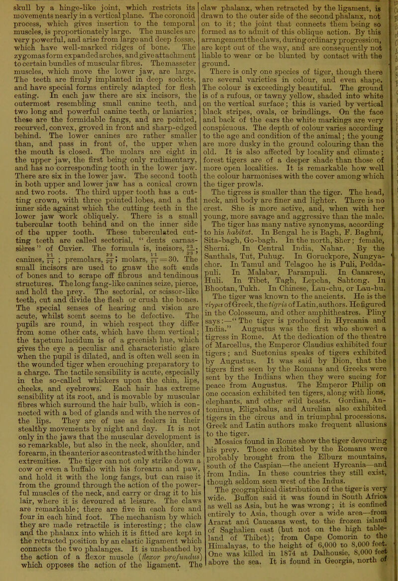 skull by a hinge-like joint, wliich restricts its movements nearly in a vertical plane. The coronoid process, which gives insertion to the temporal muscles, is proportionately large. The muscles arc very powerful, and arise from large and deep fossaj, wliich have well-marked ridges of bone. The zygomas f onn expanded arches, and give attachment to certain bundles of muscular fibres. Themasseter muscles, which move the lower jaw, are large. The teeth are firmly implanted in deep sockets, and have special forms entirely adapted for flesh eating. In each jaw there are six iacisors, the outermost resembling small canine teeth, and two long and powerful canine teeth, or laniaries; these are the formidable fangs, and are pointed, recurved, convex, groved in front and sharp-edged behind. The lower canines are rather smaller than, and pass in front of, the upper when the mouth is closed. The molars are eight in the upper jaw, the first being only rudimentaiy, and has no corresponding tooth in the lower jaw. There are six in the lower jaw. The second tooth in both upper and lower jaw has a conical crown and two roots. The third upper tooth has a cut- ting crown, with three pointed lobes, and a flat inner side against which the cutting teeth in the lower jaw work obliquely. There is a small tubercular tooth behind and on the inner side of the upper tooth. These tuberculated cut- ting teeth are called sectorial, dents camas- si^res of Cuvier. The formula is, incisors, -11. I'l 3*3 I'l '^^ ' canines, iT > premolars, > molars, tt = 30. The small incisors are used to gnaw the soft ends of bones and to scrape off fibrous and tendinous structures. The long fang-like canines seize, pierce, and hold the prey. The sectorial, or scissor-like teeth, cut and divide the flesh or crush the bones. The special senses of heai-ing and vision are acute, whilst scent seems to be defective. The pupils are roimd, in which respect they differ from some other cats, which have them vertical; the tapetum lucidum is of a greenish hue, which gives the eye a peculiar and characteristic glare when the pupil is dilated, and is often well seen in the wounded tiger when crouching preparatory to a charge. The tactile sensibility is acute, especially in the so-caUed whiskers upon the chin, lips, cheeks, and eyebrows. Each hair has extreme sensibility at its root, and is movable by muscular fibres which surround the hair bulb, which is con- nected with a bed of glands and with the nerves of the lips. They are of use as feelers in their stealthy movements by night and day. It is not only in the jaws that the muscular development is so remarkable, but also in the neck, shoulder, and forearm, in the anterior as contrasted with the hinder extremities. The tiger can not only strike down a cow or even a buffalo with his forearm and paw, and hold it with the long fangs, but can raise it from the ground through the action of the power- ful muscles of the neck, and carry or drag it to his lair, where it is devoured at leisure. The claws are remarkable; there are five in each fore and four in each hind foot. The mechanism by which they are made retractile is interesting; the claw and the phalanx into which it is fitted are kept in the retracted position by an elastic ligament which connects the two phalanges. It is unsheathed by the action of a flexor muscle {flexor profundus) which opposes the action of the ligament. The claw phalanx, when retracted by the ligament, is drawn to the outer side of the second phalanx, not on to it; the joint that connects them being so formed as to admit of this oblique action. By this arrangementtheclaws, during ordinary progression, are kept out of the way, and are consequently not liable to wear or be blunted by contact with the ground. There is only one species of tiger, though there are several varieties in colour, and even shape. The colour is exceedingly beautiful. The ground is of a rufous, or tawny yellow, shaded into white on the vertical surface ; this is varied by vertical black stripes, ovals, or brindlings. On the face and back of the ears the white markings are very conspicuous. The depth of colour varies according to the age and condition of the animal; the young are more dusky in the groimd colouring than the old. It is also affected by locality and climate; forest tigers are of a deeper shade than those of more open localities. It is remarkable how weU. the colour harmonises with the cover among which the tiger prowls. The tigress is smaller than the tiger. The head, neck, and body are finer and lighter. There is no crest. She is more active, and, when with her young, more savage and aggressive than the male. The tiger has many native synonyms, according to his habitat. In Bengal he is Bagh, F. Baghni, Sita-bagh, Go-bagh. In the north, Sher; female, Sherni. In Central India, Nahar. By the Santhals, Tut, Puhug. In Goruckpore, Nungya- chor. In Tamul and Telagoo he is Puli, Pedda- puli. In Malabar, Parampuli. In Canarese, HuU. In Tibet, Tagh, Lepcha, Sahtong. In Bhootan, Tukh. In Chinese, Lau-chu, or Lau-hu. The tiger was Imown to the ancients. He is the rlypis oiGreek,thetigris of Latin, authors. He figured in the Colosseum, and other amphitheatres. Pliny says:—The tiger is produced in Hyrcania and India. Augustus was the first who showed a tigress in Eome. At the dedication of the theatre of Marcellus, the Emperor Claudius exhibited four tigers ; and Suetonius speaks of tigers exhibited by Augustus. It was said by Dion, that the tigers first seen by the Romans and Greeks were sent by the Indians when they were sueing for peace from Augustus. The Emperor Philip on one occasion exhibited ten tigers, along with lions, elephants, and other wild beasts. Gordian, An- toninus, Eligabalus, and Axu-ehan also exhibited tigers in the circus and in triumphal processions. Greek and Latin authors make frequent allusions to the tiger. Mosaics found in Eome show the tiger devouring his prey. Those exhibited by the Eomans were probably brought from the Elburz moxmtains, south of the Caspian—the ancient HjTcania—and from India. In these countries they still exist, though seldom seen west of the Indus. The geographical distribution of the tiger is very wide. Buftbn said it was found in South Africa, as well as Asia, but he was wong ; it is confined entirely to Asia, though over a wide area—from Ararat and Caucasus west, to the frozen island of Saghalien east (but not on the high table- land of Thibet); from Cape Comorin to the Himalayas, to the height of G,000 to 8,000 feet One was Idlled in 1874 at Dalhousie, 8,000 feet above the sea. It is found in Georgia, north of t