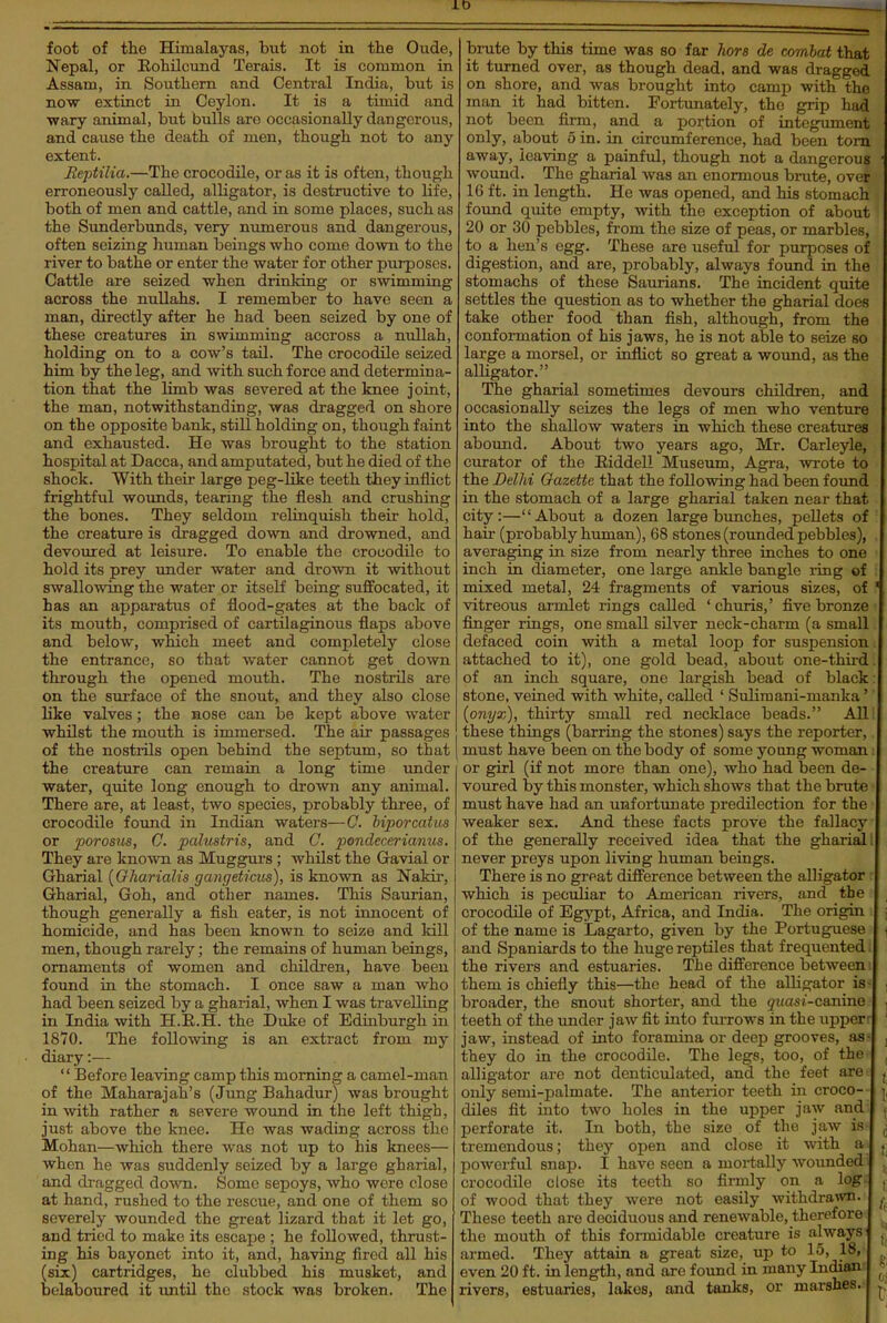 foot of the Himalayas, but not in the Oude, Nepal, or Eohilcund Terais. It is common in Assam, in Southern and Central India, but is now extinct in Ceylon. It is a timid and wary animal, but bulls arc occasionally dangerous, and cause the death of men, though not to any extent. Reptilia.—The crocodile, or as it is often, though erroneously called, alligator, is destructive to life, both of men and cattle, and in some places, such as the Sunderbunds, very numerous and dangerous, often seizing human beings who come down to the river to bathe or enter the water for other purposes. Cattle are seized when drinldng or swimming across the nuUahs. I remember to have seen a man, directly after he had been seized by one of these creatures in swimming accross a nullah, holding on to a cow's tail. The crocodile seized him by the leg, and with such force and determina- tion that the limb was severed at the knee joint, the man, notwithstanding, was dragged on shore on the opposite bank, still holding on, though faint and exhausted. He was brought to the station hospital at Dacca, and amputated, but he died of the shock. With their large peg-like teeth they inflict frightful wovmds, tearing the flesh and crushing the bones. They seldom relinquish their hold, the creature is dragged down and drowned, and devoured at leisure. To enable the crocodile to hold its prey under water and drown it without swallo'vving the water or itself being suffocated, it has an apparatus of flood-gates at the back of its mouth, comprised of cartilaginous flaps above and below, which meet and completely close the entrance, so that water cannot get down through the opened mouth. The nostrils are on the surface of the snout, and they also close like valves; the nose can be kept above water whilst the mouth is immersed. The air passages of the nostrils open behind the septum, so that the creature can remain a long tune under water, quite long enough to di-own any animal. There are, at least, two species, probably three, of crocodile found in Indian waters—C. biporcatus or porosus, C. palustris, and C. pondeceriamis. They are known as Muggurs ; whilst the Gavial or Gharial [Gharialis gaiigeUcm), is known as Nakir, Gharial, Goh, and other names. This Saurian, though generally a fish eater, is not innocent of homicide, and has been known to seize and kill men, though rarely; the remains of human beings, ornaments of women and children, have been found in the stomach. I once saw a man who had been seized by a gharial, when I was travelling in India with H.R.H. the Duke of Edinburgh in 1870. The following is an extract from my diary:— Before leaving camp this morning a camel-man of the Maharajah's (Jung Bahadur) was brought in with rather a severe wound in the left thigh, just above the knee. Ho was wading across the Mohan—which there was not up to his knees— when he was suddenly seized by a large gharial, and di-agged down. Some sepoys, who were close at hand, rushed to the rescue, and one of them so severely wounded the great lizard that it let go, and tried to make its escape ; he followed, thrust- ing his bayonet into it, and, having fired all his (six) cartridges, he clubbed his musket, and belaboured it imtil the stock was broken. The brute by this time was so far hors de combat that it turned over, as though dead, and was dragged on shore, and was brought into camp with the man it had bitten. Fortunately, the grip had not been firm, and a portion of integument only, about 5 in. in circumference, had been torn away, leaving a painful, though not a dangerous wound. The gharial was an enormous brute, over 16 ft. in length. He was opened, and his stomach found quite empty, with the exception of about 20 or 30 pebbles, from the size of peas, or marbles, to a hen's egg. These are useful for purposes of digestion, and are, probably, always found in the stomachs of these Saurians. The incident quite settles the question as to whether the gharial does take other food than fish, although, from the conformation of his jaws, he is not able to seize so large a morsel, or inflict so great a wound, as the alHgator. The gharial sometimes devours children, and occasionally seizes the legs of men who venture into the shallow waters in which these creatures abound. About two years ago, Mr. Carleyle, curator of the Eiddell Museum, Agra, wrote to the Delhi Gazette that the following had been found in the stomach of a large gharial taken near that city:—About a dozen large bunches, peUets of hair (probably human), 68 stones (rounded pebbles), averaging in size from nearly three inches to one inch in diameter, one large ankle bangle ring of mixed metal, 24 fragments of various sizes, of vitreous armlet rings called ' churis,' five bronze finger rings, one small silver neck-charm (a small defaced coin with a metal loop for suspension attached to it), one gold bead, about one-third. of an inch square, one largish bead of black stone, veined with white, called ' Suliraani-manka' {onyx), thirty small red necklace beads. All these things (barring the stones) says the reporter, must have been on the body of some young woman or girl (if not more than one), who had been de- voured by this monster, which shows that the brute must have had an unfortunate predilection for the weaker sex. And these facts prove the fallacy of the generally received idea that the gharial! never preys upon living human beings. There is no great difference between the alligator : which is peculiar to American rivers, and the crocodile of Egypt, Africa, and India. The origin of the name is Lagarto, given by the Portuguese and Spaniards to the huge reptiles that frequented 1 the rivers and estuaries. The difference between; them is chiefly this—the head of the alligator is- broader, the snout shorter, and the ^ziasi-canine teeth of the under jaw flt into furrows in the upperr jaw, instead of into foramina or deep grooves, as- they do in the crocodile. The legs, too, of the alligator arc not denticulated, and the feet are- only semi-palmate. The anterior teeth in croco-- diles fit into two holes in the upper jaw andi perforate it. In both, the size of the jaw is- tremendous; they open and close it with powerful snap. I have seen a mortally wounded i crocodile close its teeth so firmly on a log: of wood that they were not easily withdrawn. These teeth are deciduous and renewable, therefore ^ the mouth of this formidable creature is always^ armed. They attain a great size, up to 15, 18,- even 20 ft. in length, and are found in many Indiani rivers, estuaries, lakes, and tanks, or marshes.-