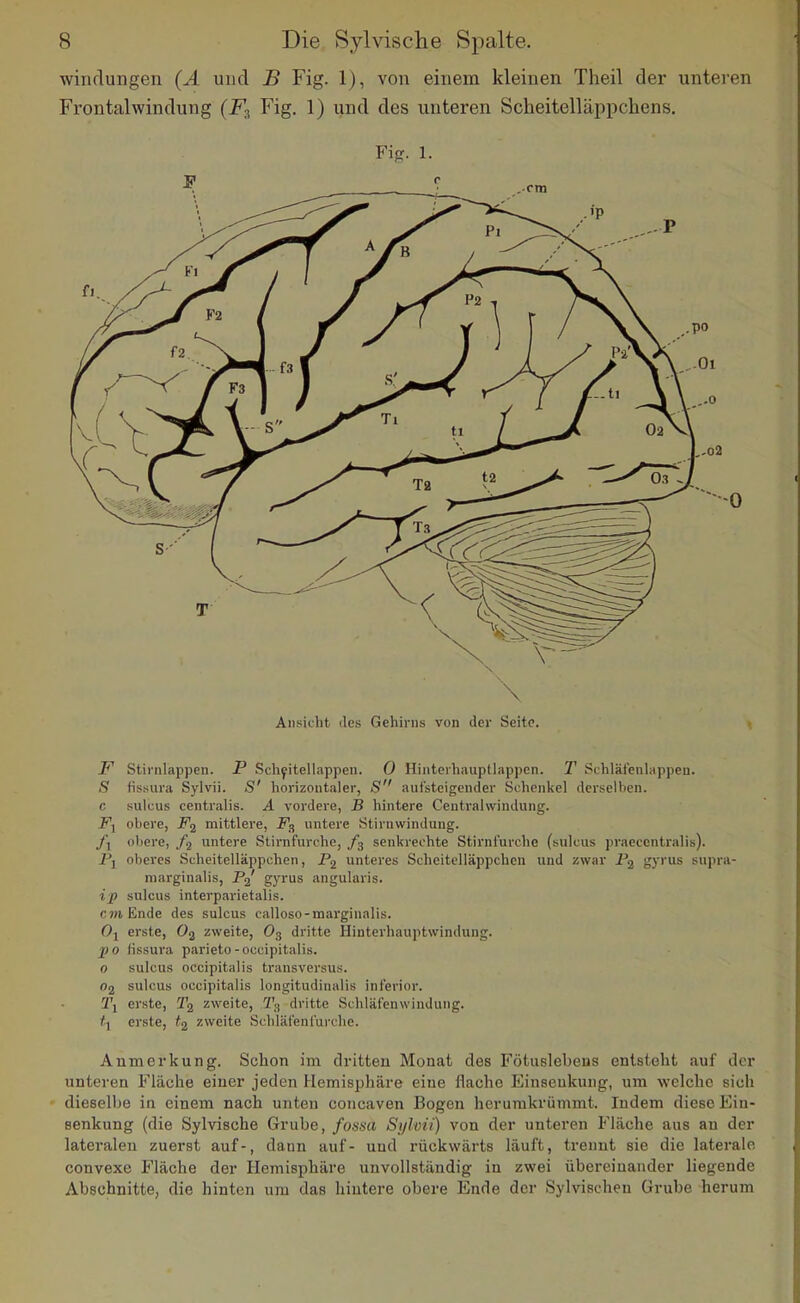 Windungen (Ä und B Fig. 1), von einem kleinen Theil der unteren Frontal Windung (F^ Fig. 1) und des unteren Scheitelläppcliens. Fifr. 1. Ansicht des Gehirns von der Seite. F Stirnlappen. P Scli^itellappen. 0 Hinterhauptlappcn. T Schläfenlappen. S fissura Sylvii. S' horizontaler, S aufsteigender Schenkel derselben, c suicus centralis. A vordere, B hintere Centraiwindung. Fl obere, mittlere, F^ untere Stirnwindung. /l obere, /j untere Stirnfurche, senkrechte Stirniurche (suicus praeccntralis). P] oberes Scheitelläppchen, P2 unteres ScheitcUäppcheu und zwar P2 g3'rus supra- niarginalis, P^' gyras angularis. ip suicus interparietalis. cwiEnde des suicus calloso-tnarginalis. Oj erste, 0^ zweite, O3 dritte Hinterhauptwindung. 2)0 fissura parieto-occipitalis. 0 suicus occipitalis transversus. 02 suicus occipitalis longitudinalis inferior. 2\ erste, T2 zweite, 23 dritte Schläfenwindung. '1 erste, #2 ''.weite Schliifenl'urcho. Aumerkung. Schon im dritten Monat des Fötuslebeus entsteht auf der unteren Fläche einer jeden Hemisphäre eine flache Einseukung, um welche sich dieselbe in einem nach unten concaven Bogen herumkrümmt. Indem diese Eiu- senkung (die Sylvische Grube, fossa Si/hu) von der unteren Fläche aus an der lateraleTi zuerst auf-, dann auf- und rückwärts läuft, trennt sie die laterale convexe Fläche der Hemisphäre unvollständig in zwei übereinander liegende Abschnitte, die hinten um das hintere obere Ende der Sylvischen Grube herum